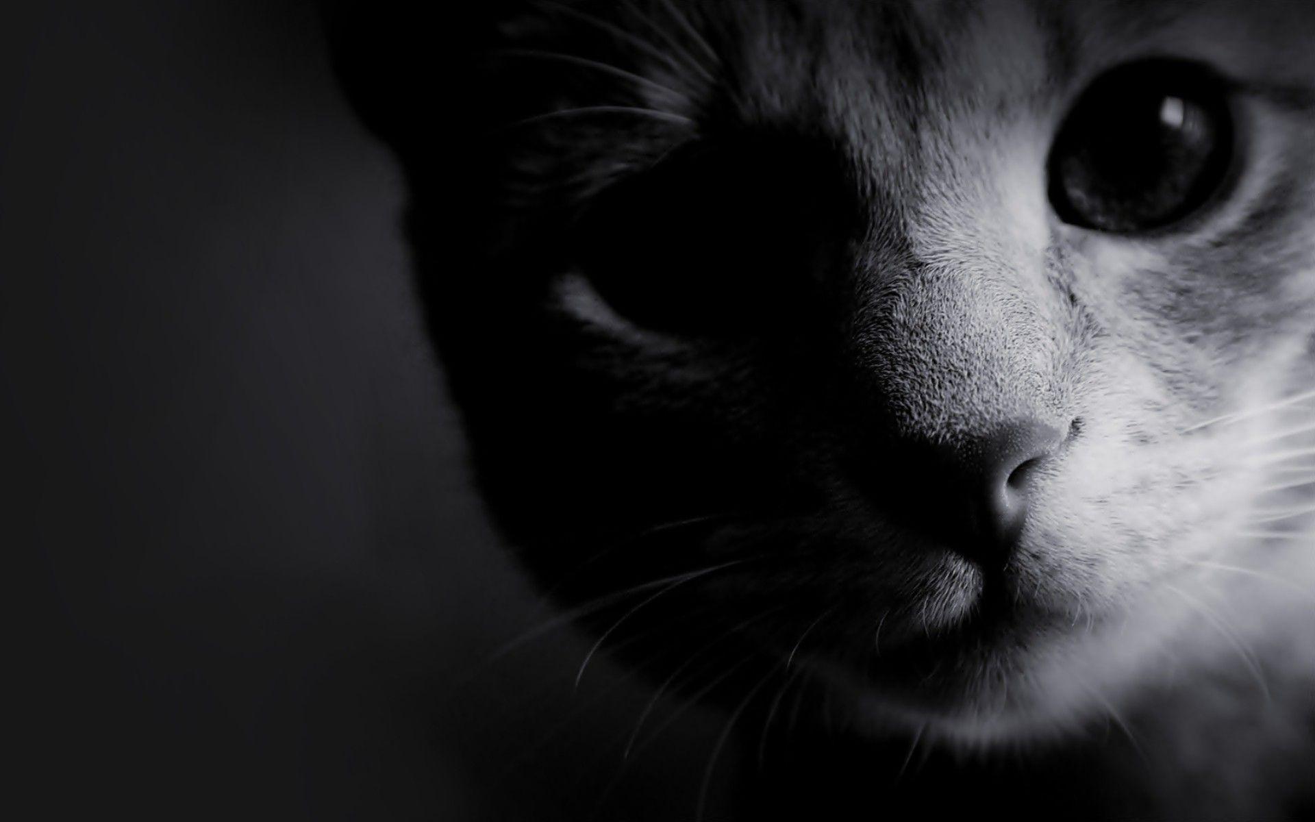 Black and White Cat Wallpapers Top Free Black and White Cat
