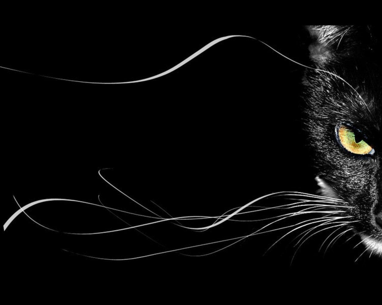 Dark Cat Wallpapers Top Free Dark Cat Backgrounds WallpaperAccess