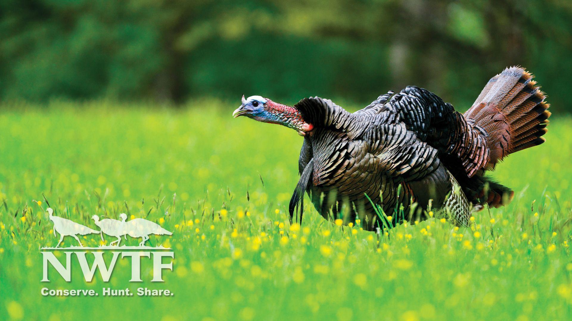Turkey Hunting Wallpapers Top Free Turkey Hunting Backgrounds