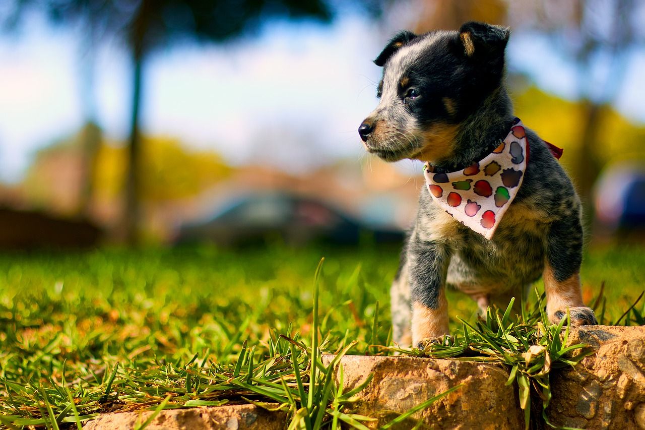 Blue Heeler Wallpapers Top Free Blue Heeler Backgrounds WallpaperAccess