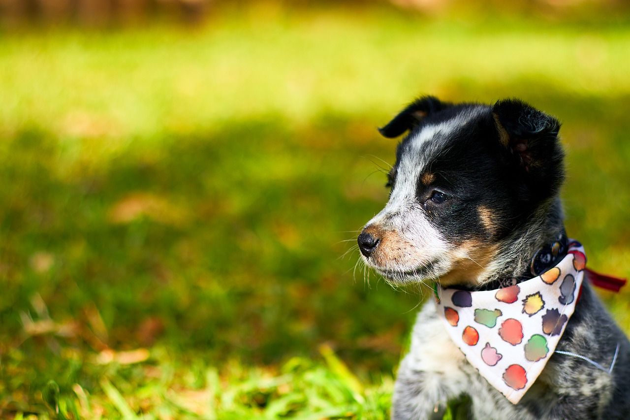 Blue Heeler Wallpapers Top Free Blue Heeler Backgrounds WallpaperAccess