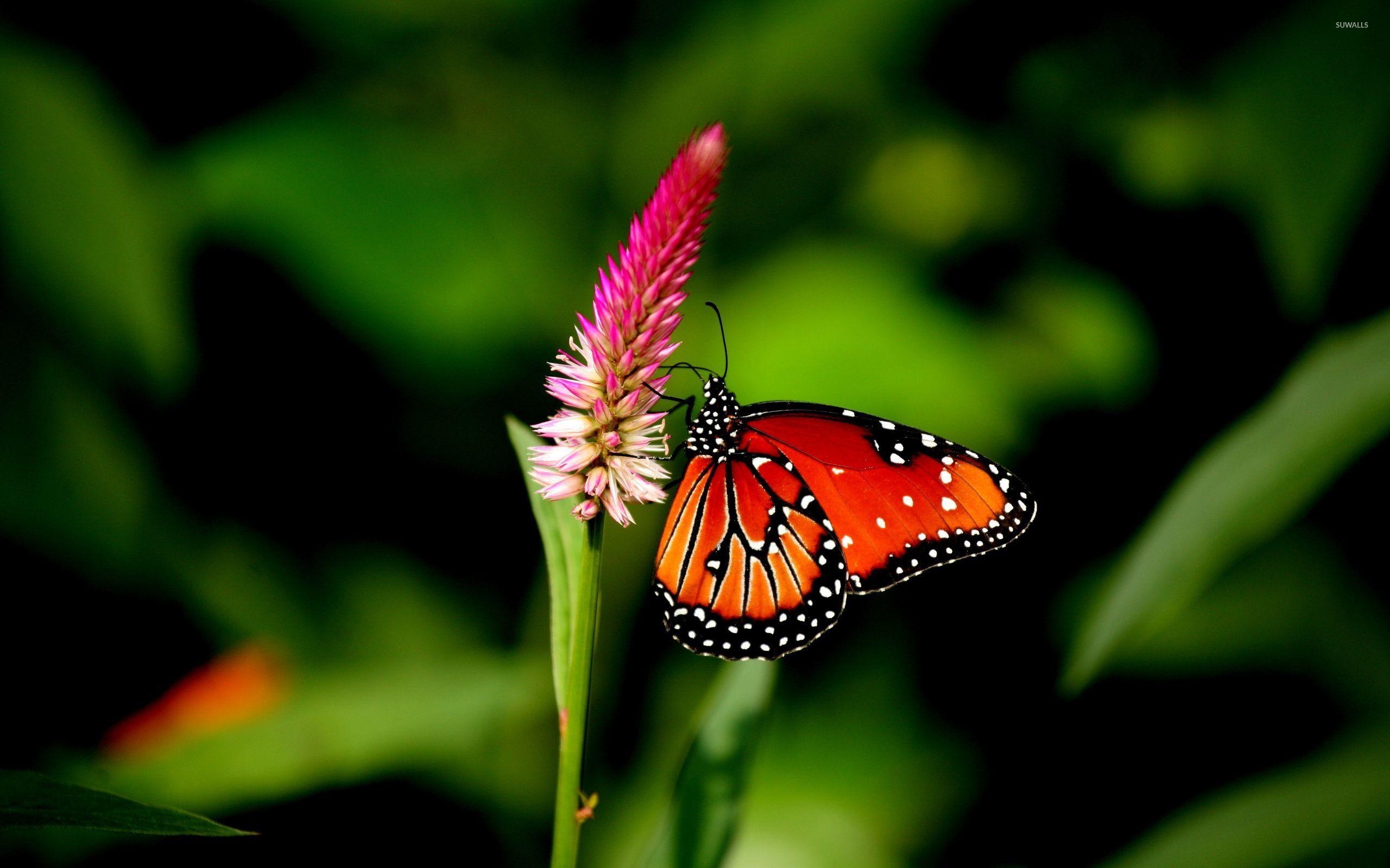 Red Butterfly Wallpapers Top Free Red Butterfly Backgrounds