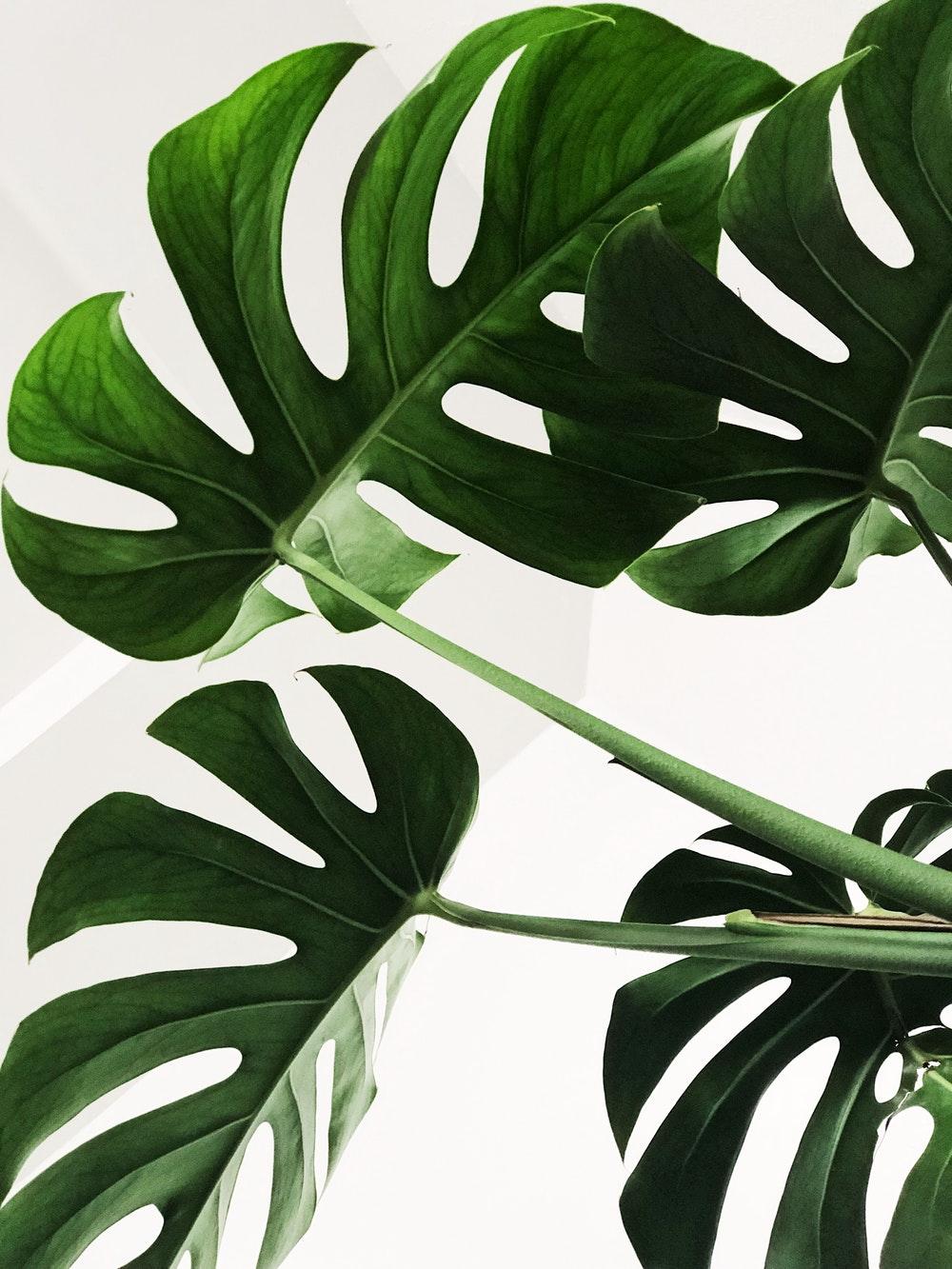 Monstera Wallpapers Top Free Monstera Backgrounds WallpaperAccess