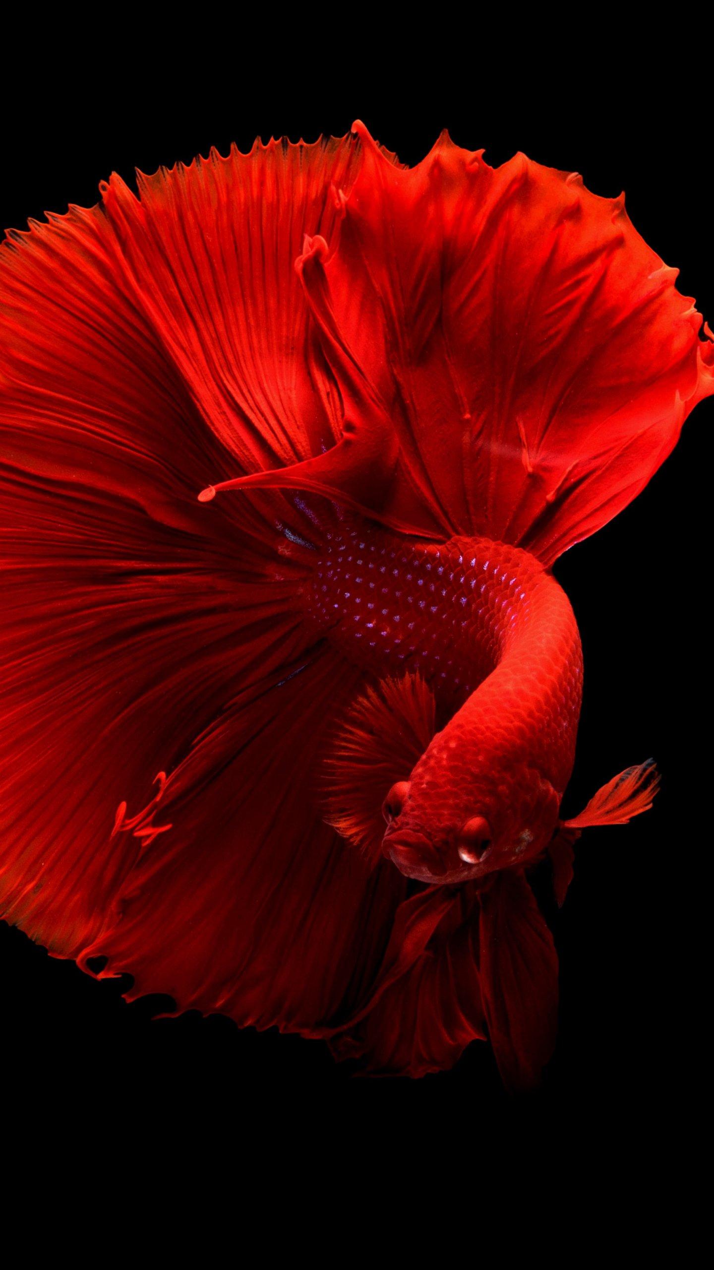 Betta Fish Wallpapers Top Free Betta Fish Backgrounds WallpaperAccess