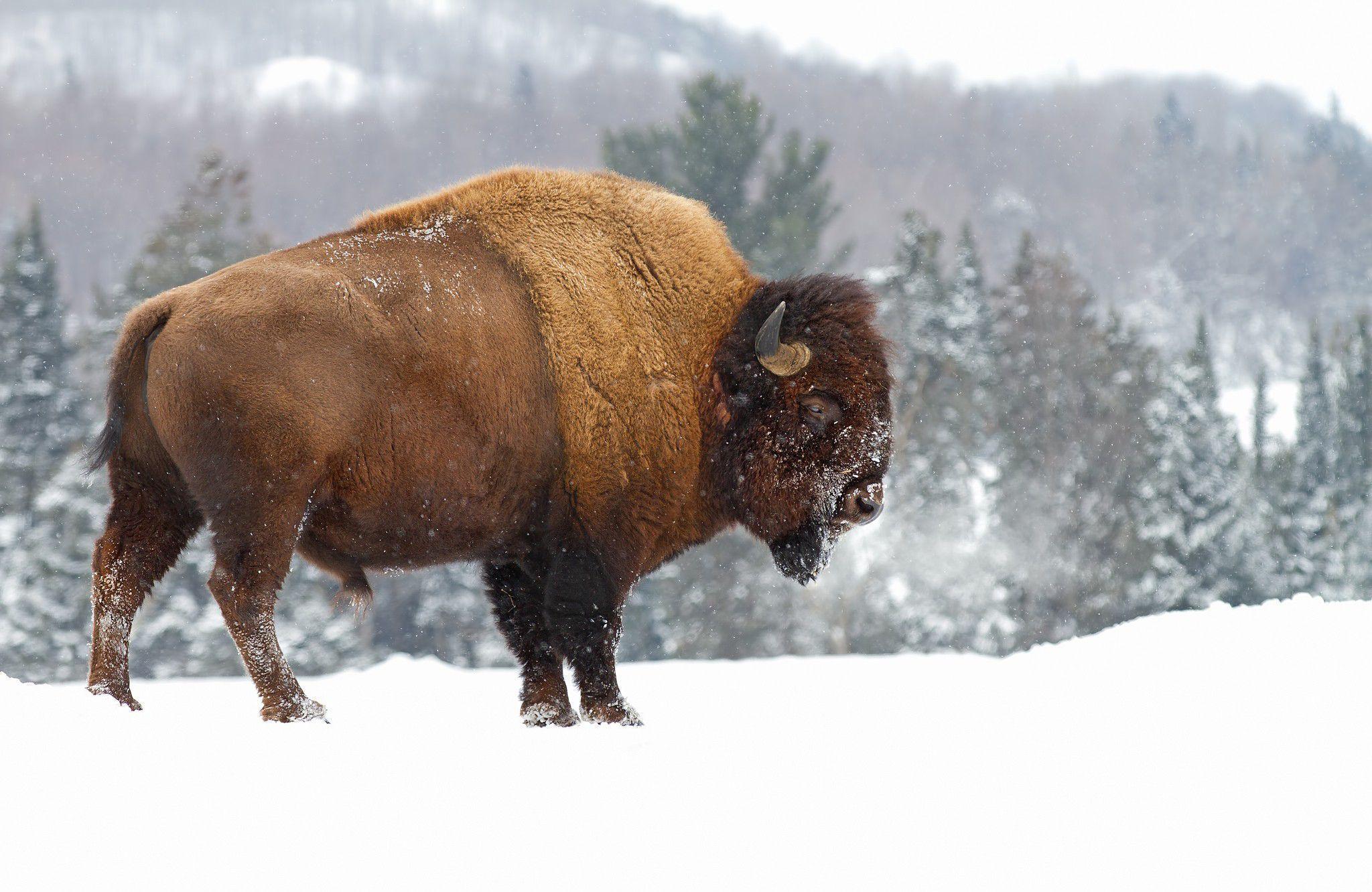 Bison Wallpapers Top Free Bison Backgrounds WallpaperAccess