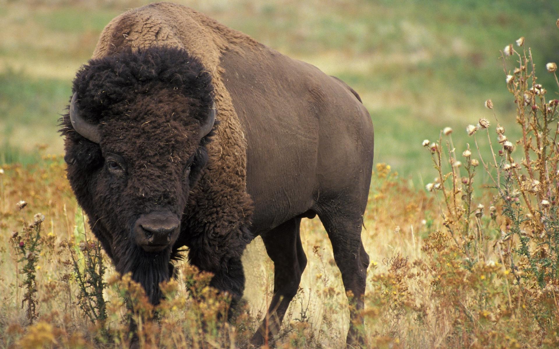 Bison Wallpapers Top Free Bison Backgrounds WallpaperAccess
