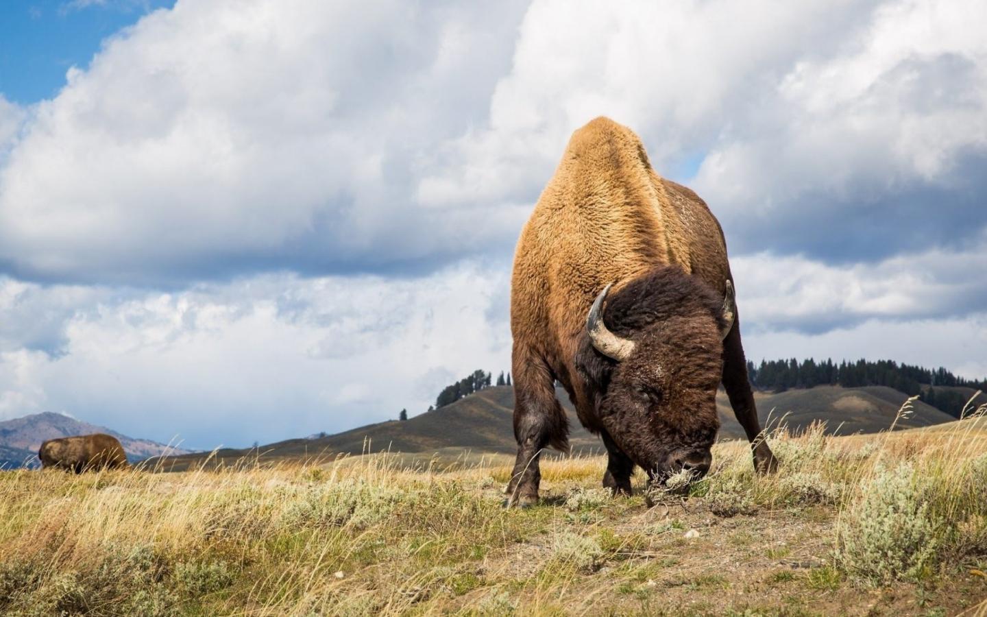 Bison Wallpapers Top Free Bison Backgrounds WallpaperAccess