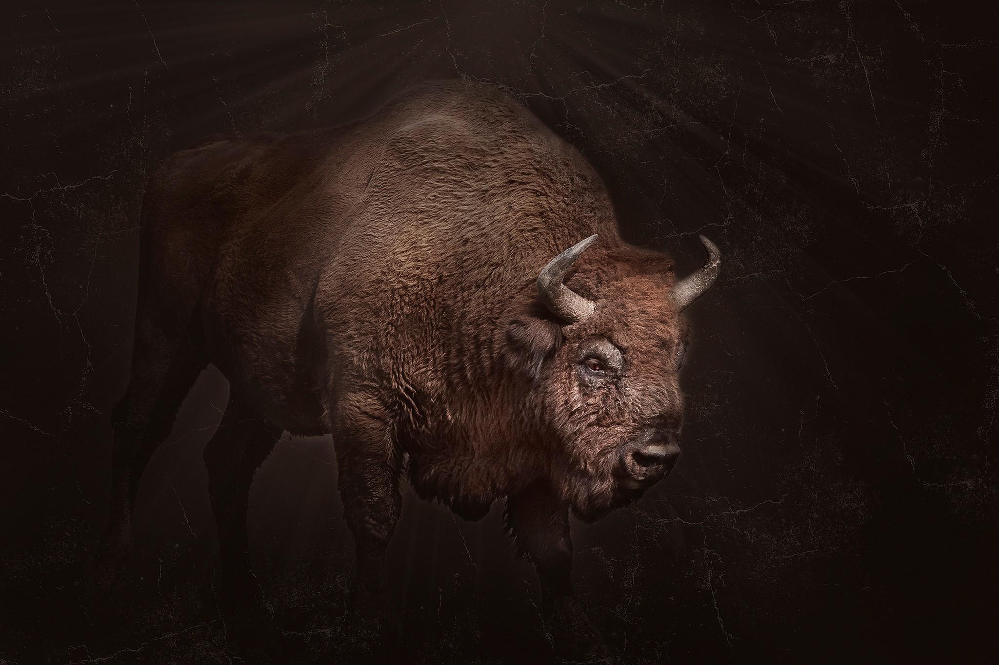 Bison Wallpapers Top Free Bison Backgrounds WallpaperAccess