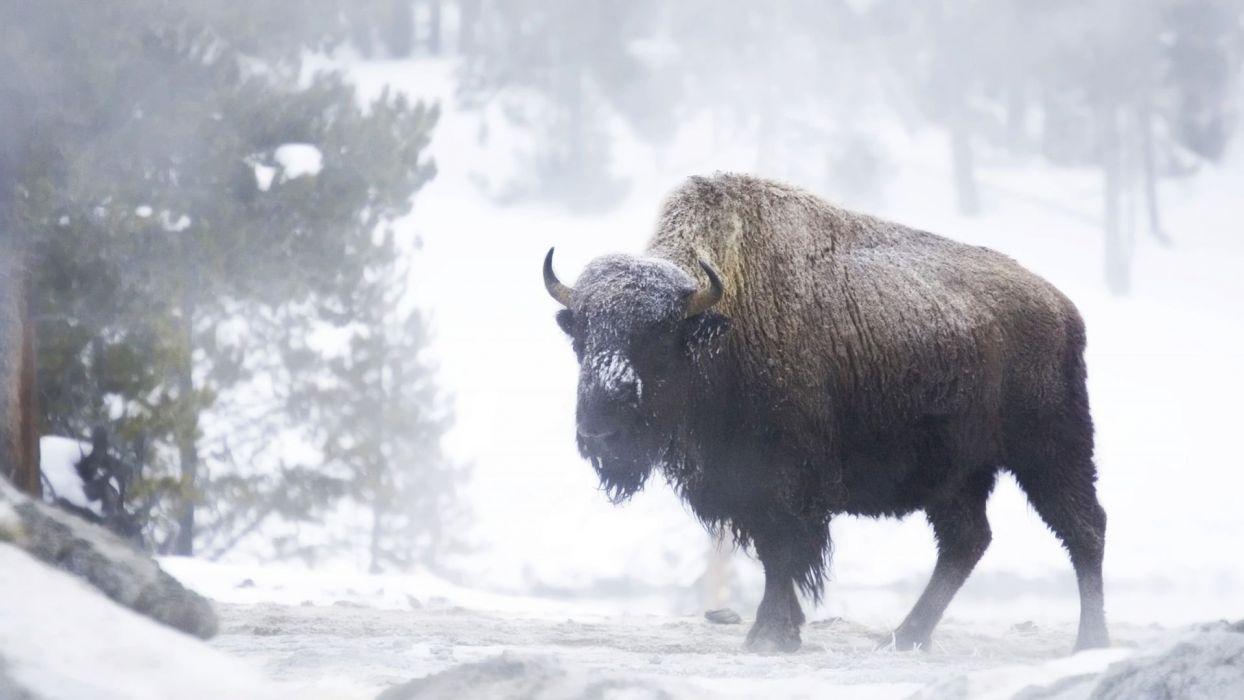 Bison Wallpapers Top Free Bison Backgrounds WallpaperAccess
