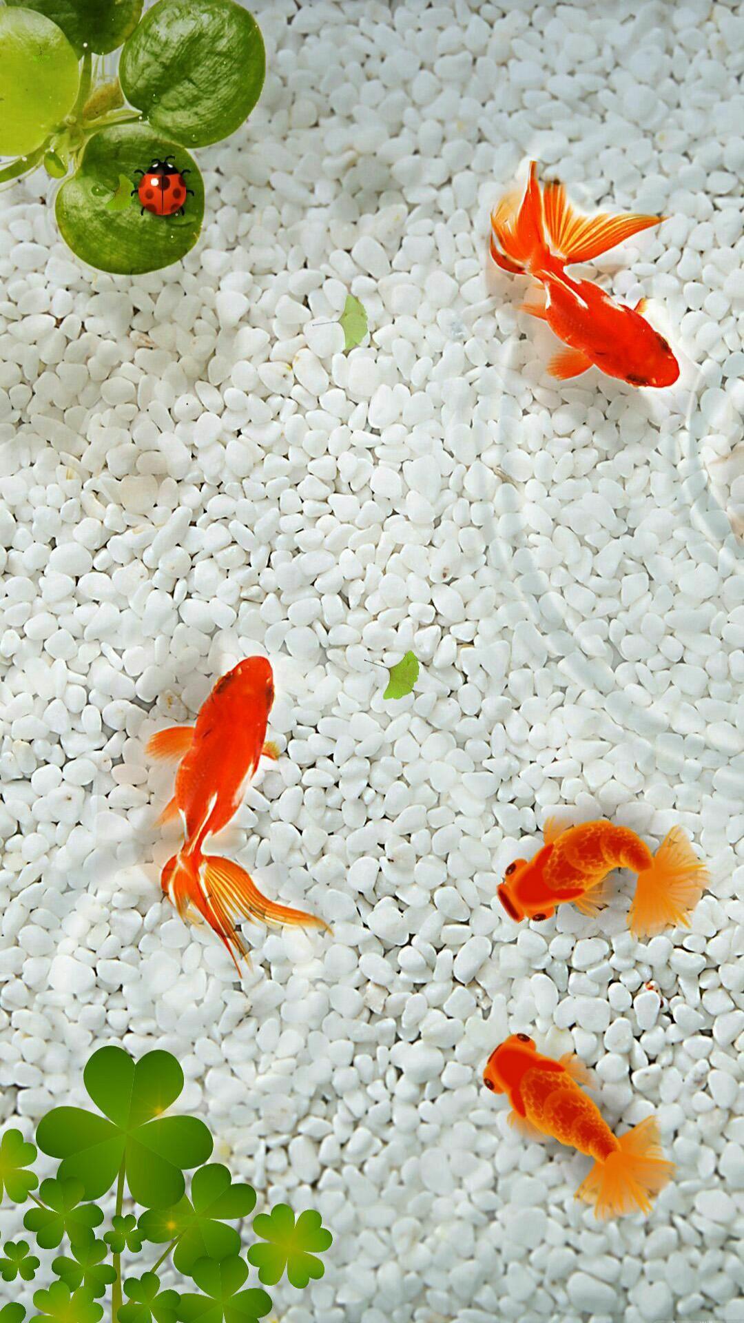Goldfish Wallpapers Top Free Goldfish Backgrounds WallpaperAccess