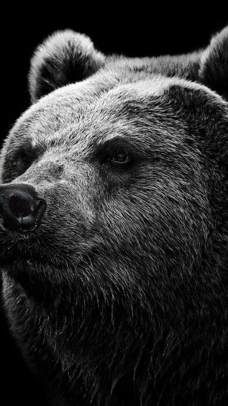 Bear Wallpapers Top Free Bear Backgrounds WallpaperAccess
