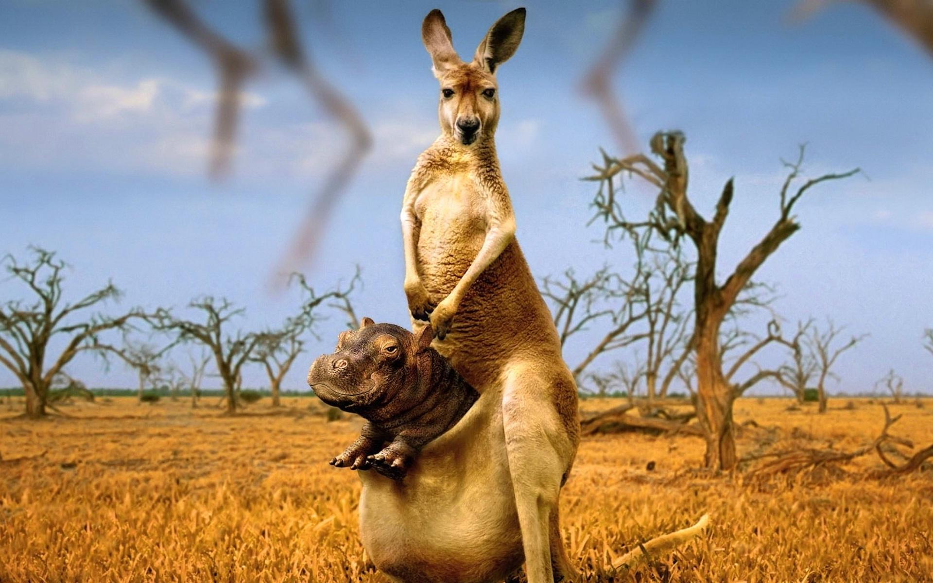Kangaroo Wallpapers Top Free Kangaroo Backgrounds WallpaperAccess