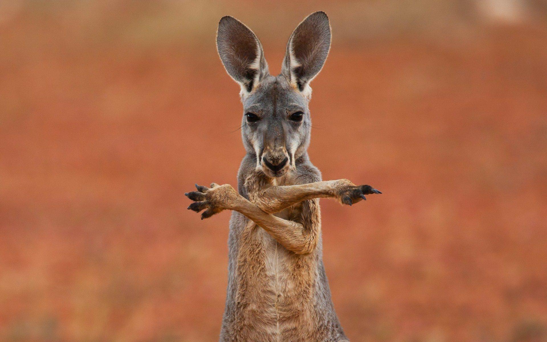 Kangaroo Wallpapers Top Free Kangaroo Backgrounds WallpaperAccess