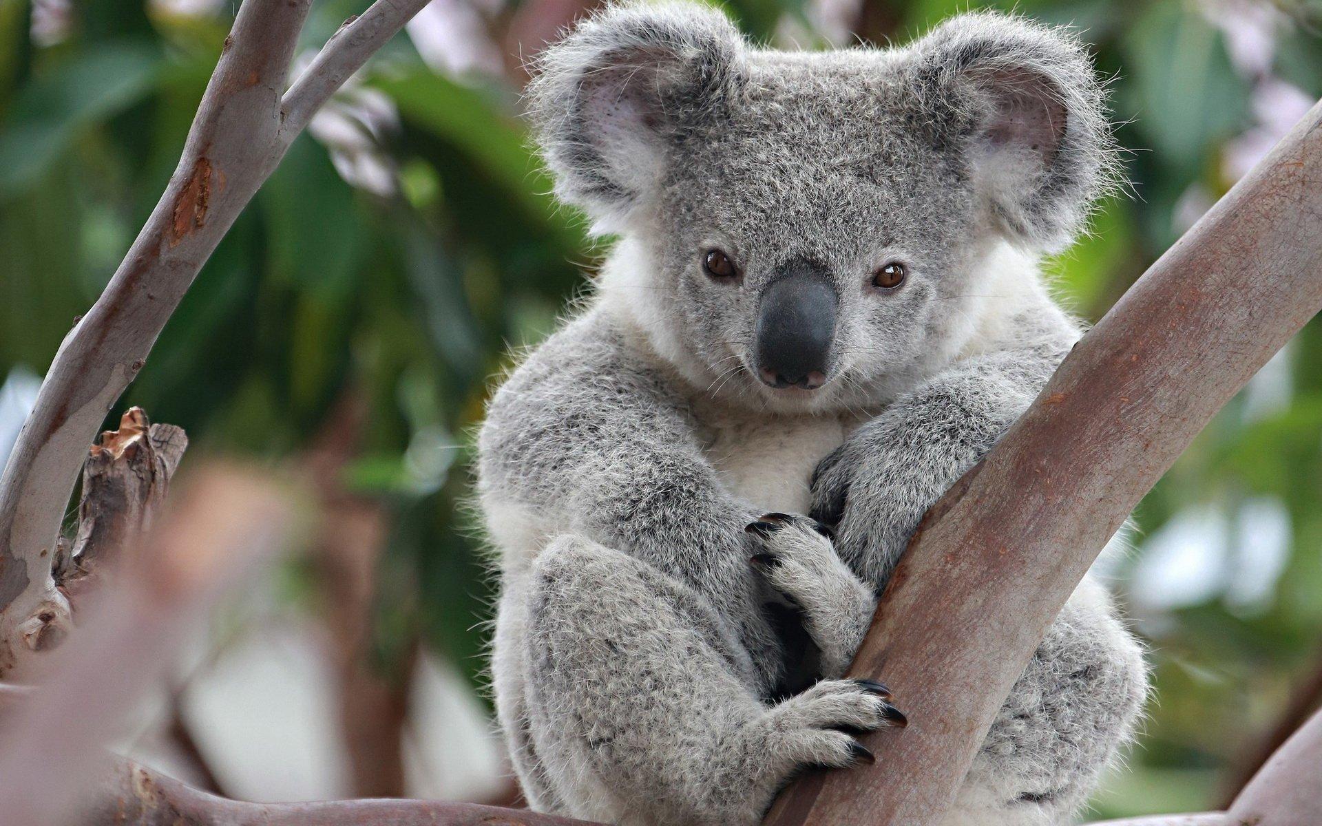 Koala Wallpapers Top Free Koala Backgrounds WallpaperAccess