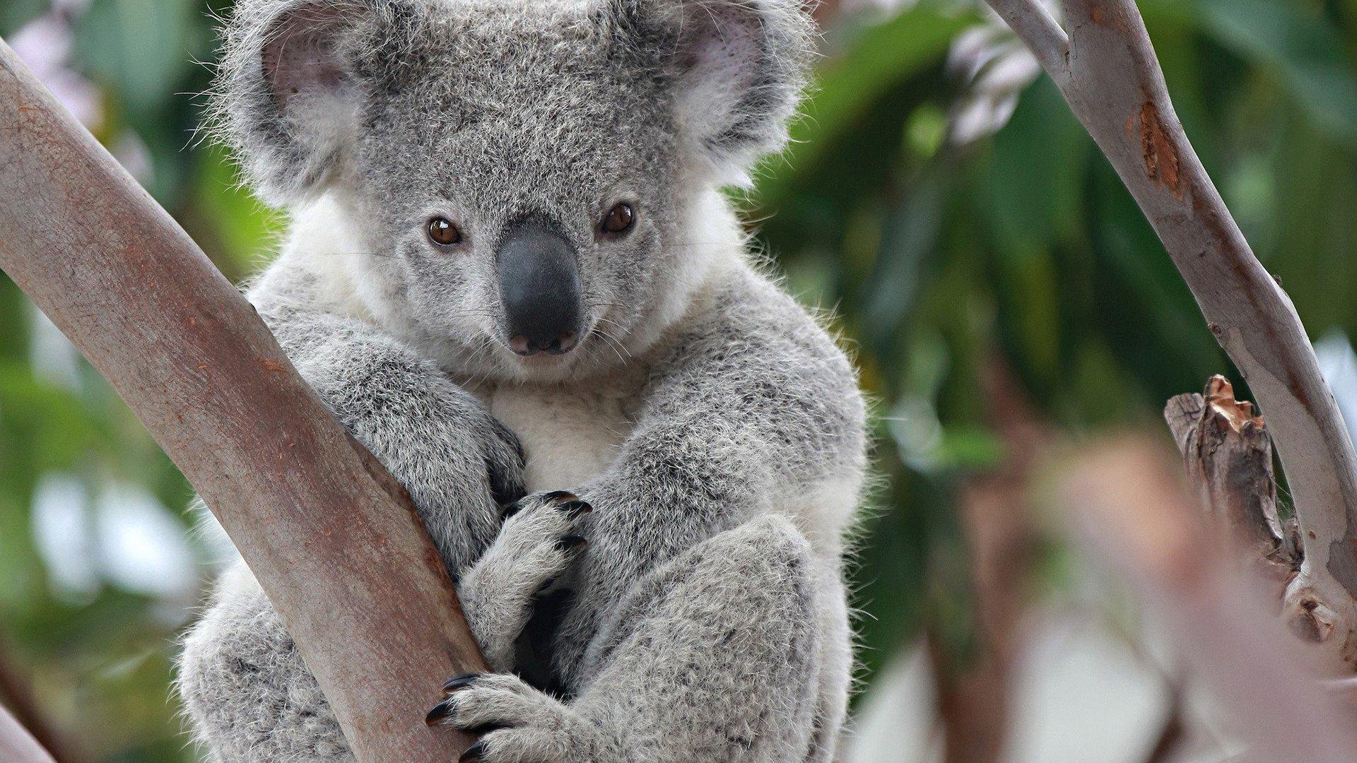 Koala Wallpapers Top Free Koala Backgrounds WallpaperAccess