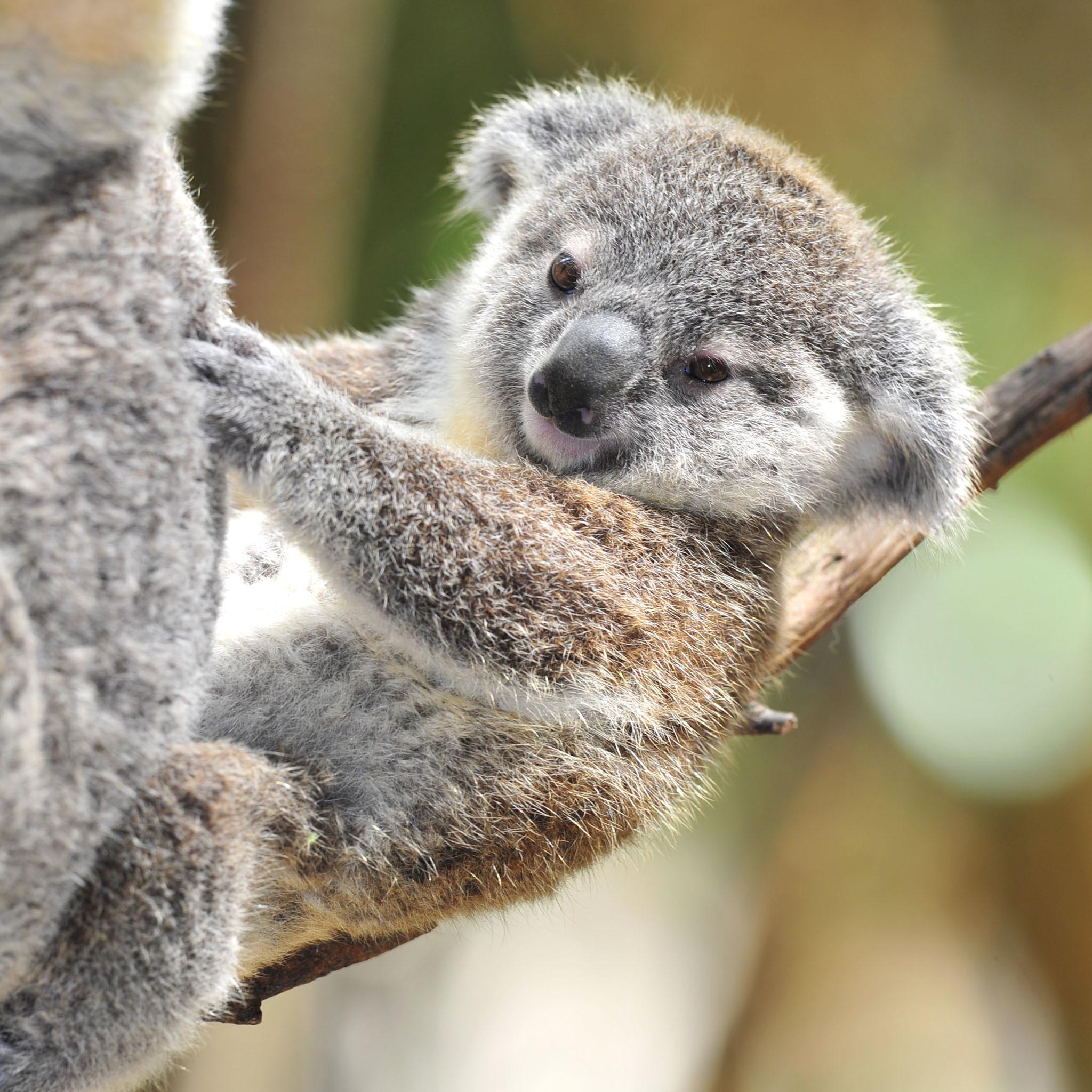 Cute Baby Koala Wallpapers Top Free Cute Baby Koala Backgrounds