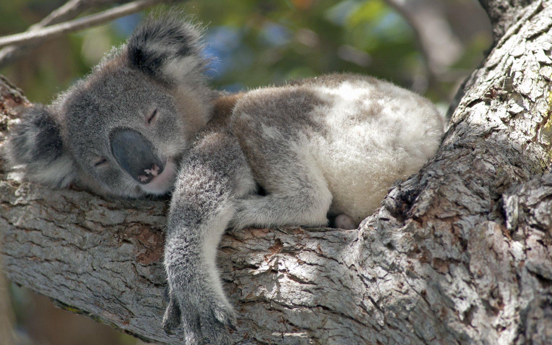 Koala Wallpapers Top Free Koala Backgrounds WallpaperAccess