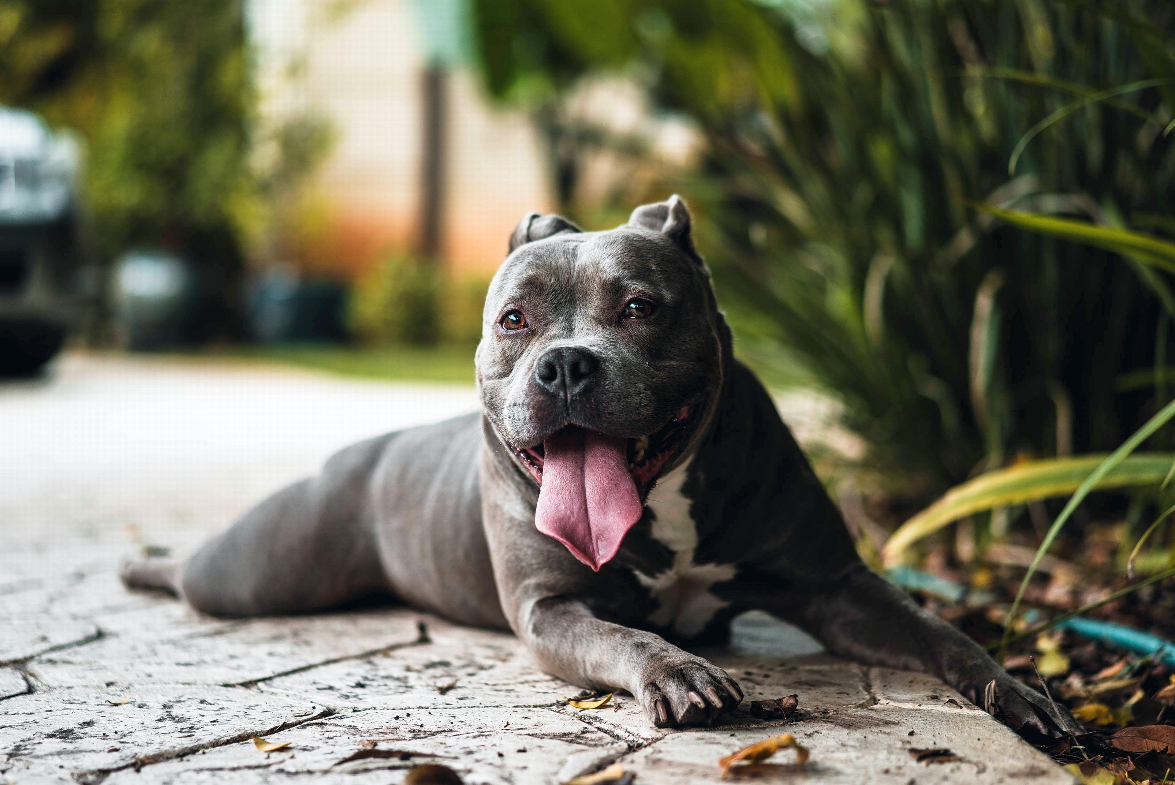 Baby Pitbulls Wallpapers Top Free Baby Pitbulls Backgrounds