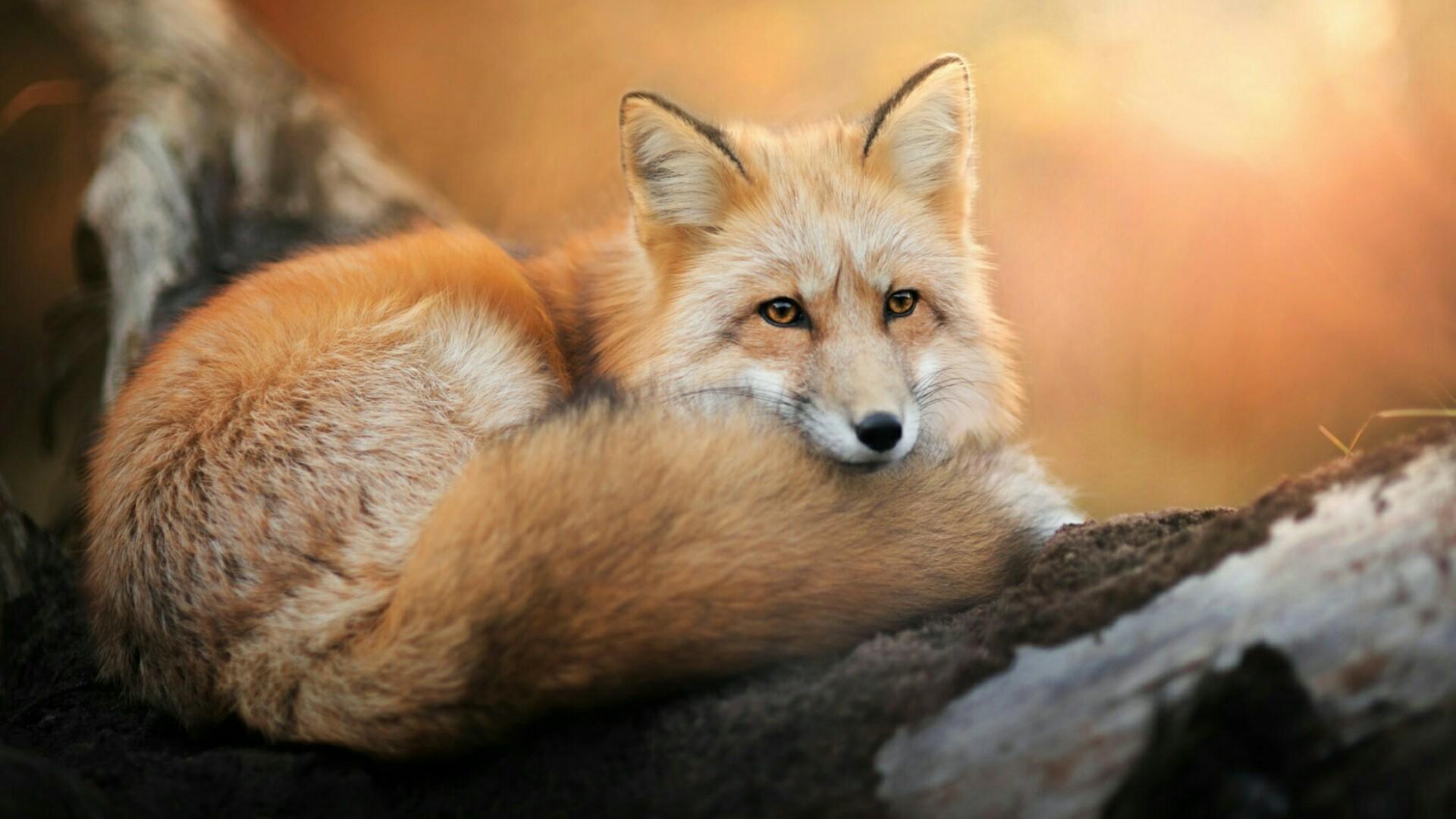 Red Fox Wallpapers Top Free Red Fox Backgrounds WallpaperAccess