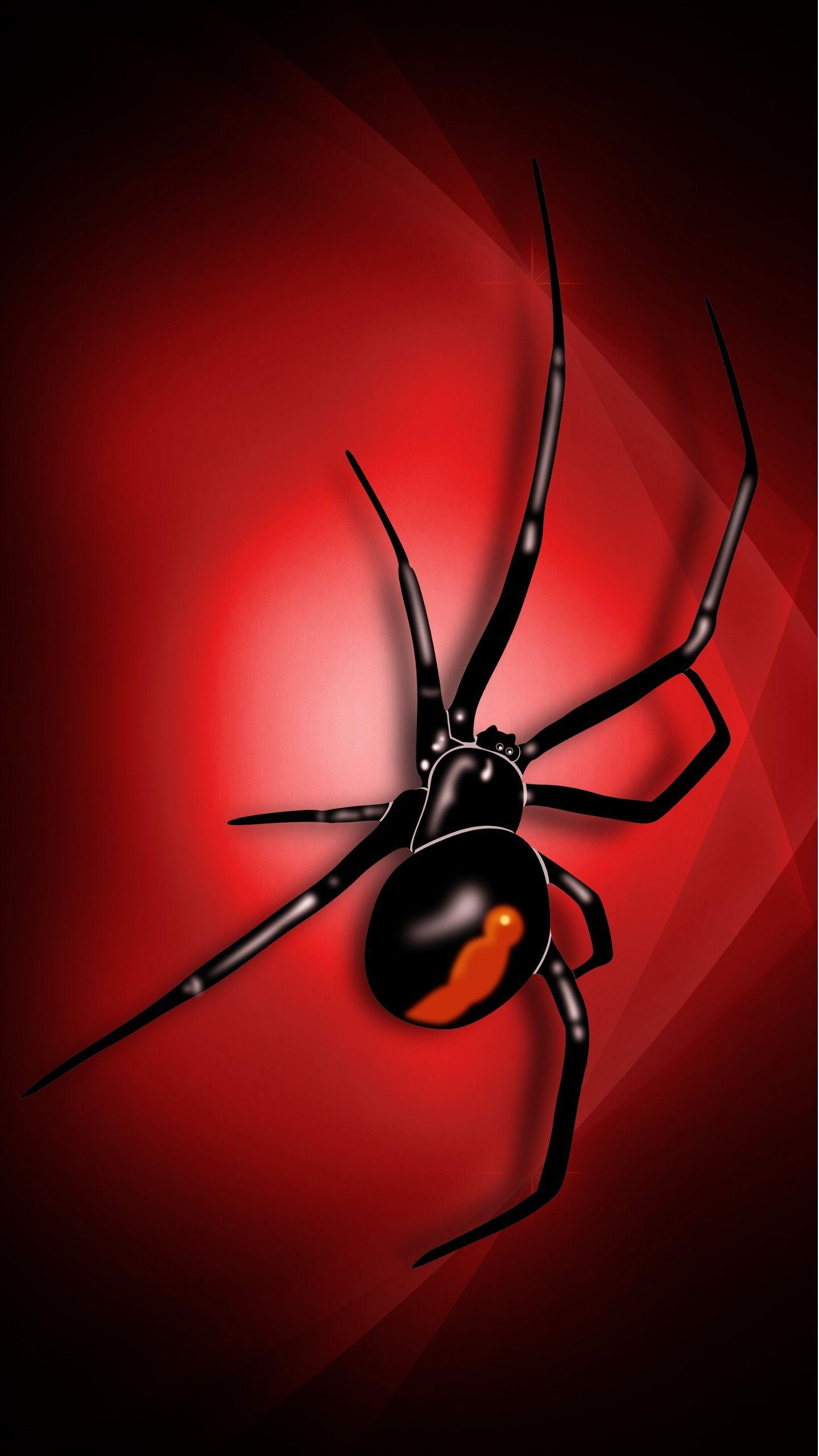 Spider Wallpapers Top Free Spider Backgrounds WallpaperAccess