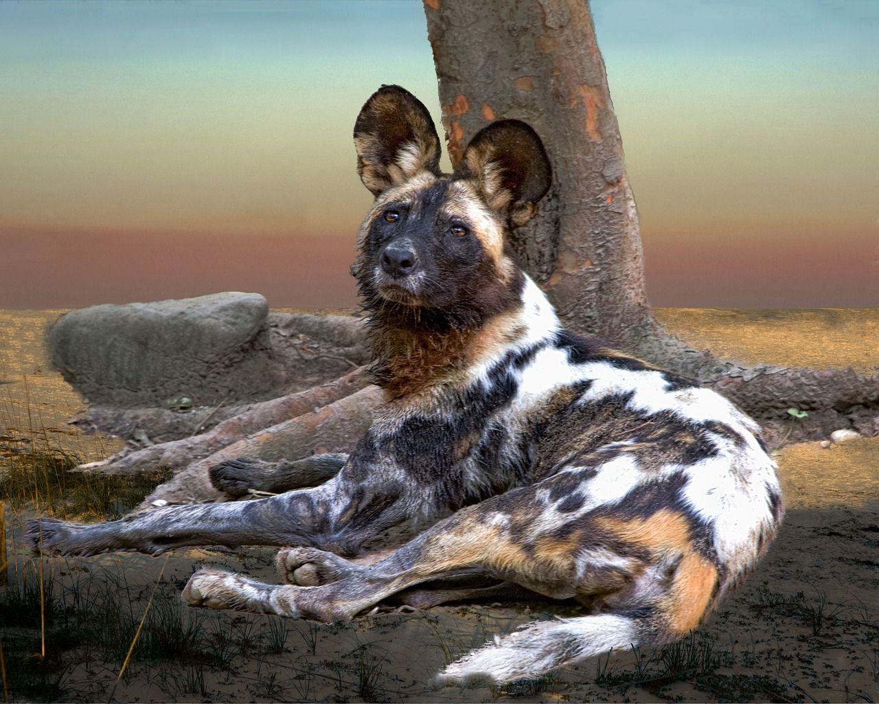 African Wild Dog Wallpapers Top Free African Wild Dog Backgrounds