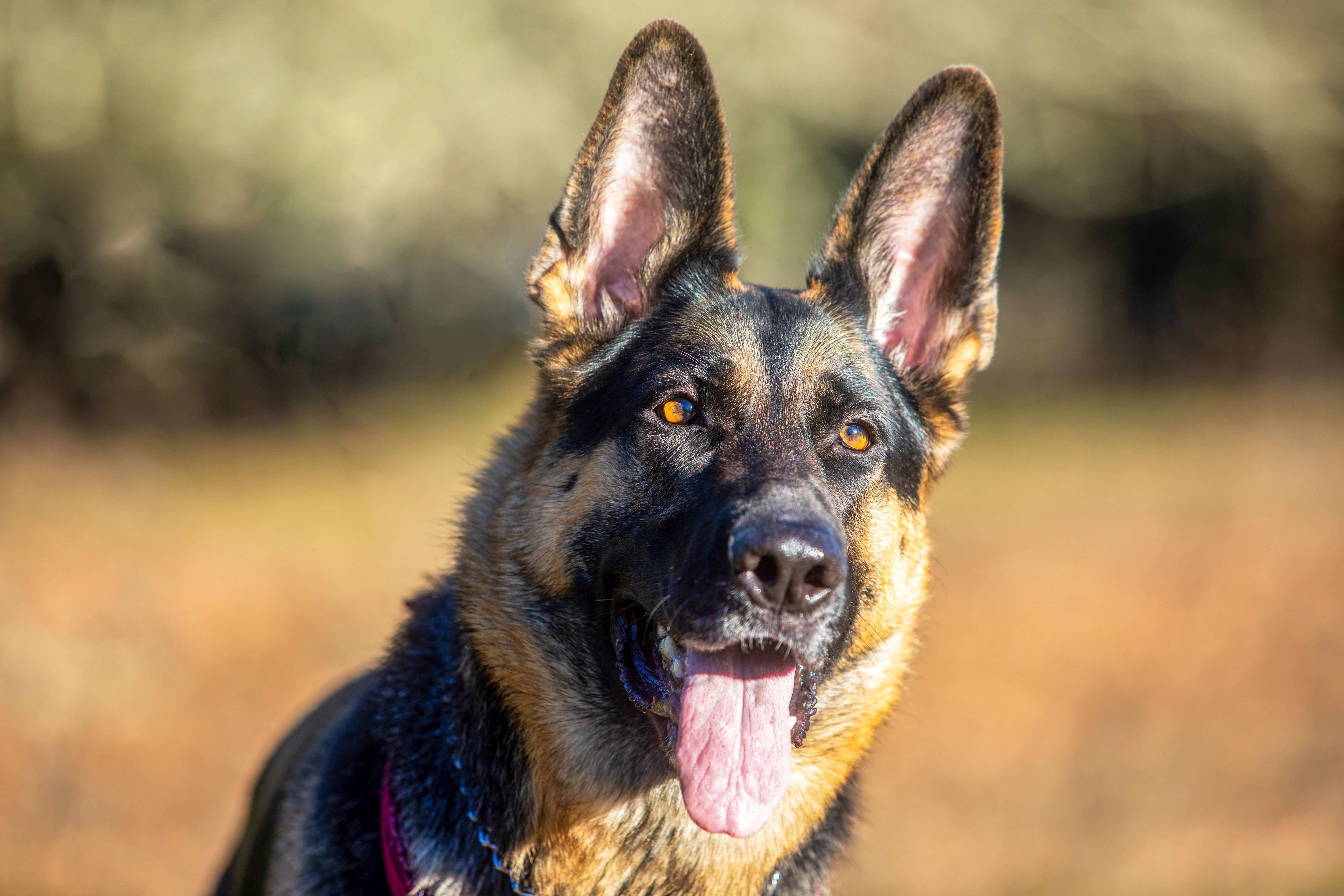 K9 Dog Wallpapers - Top Free K9 Dog Backgrounds - WallpaperAccess