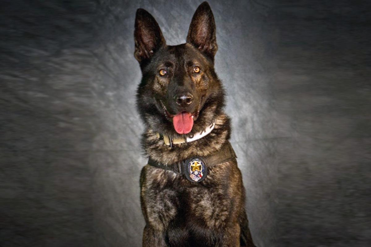 K9 Dog Wallpapers Top Free K9 Dog Backgrounds WallpaperAccess