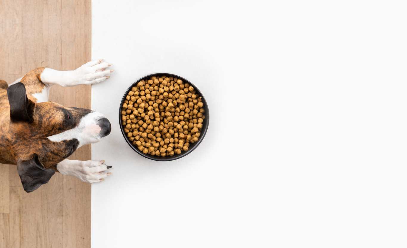 Pet Food Wallpapers Top Free Pet Food Backgrounds WallpaperAccess