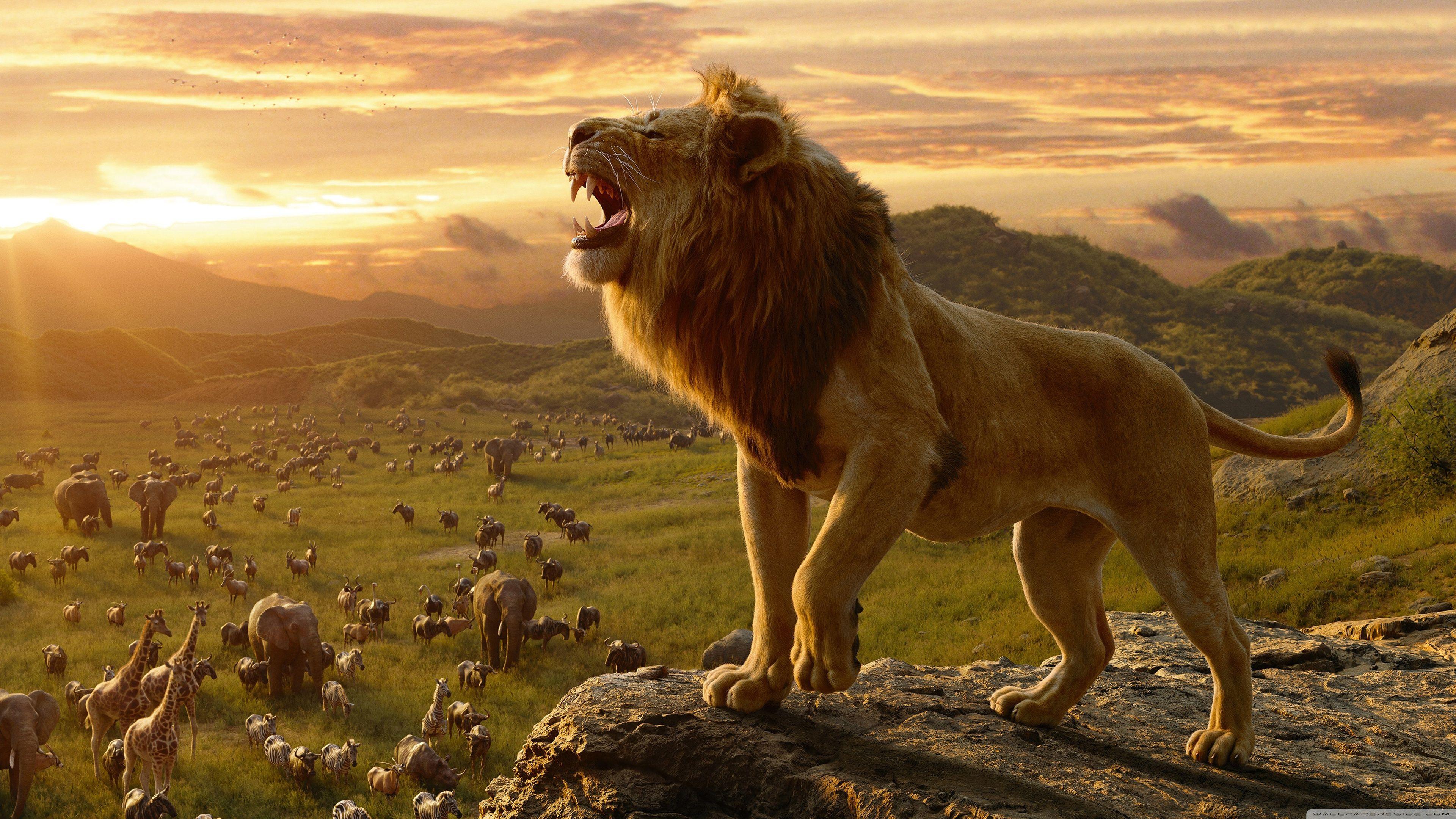 Lion King 4K Wallpapers Top Free Lion King 4K Backgrounds