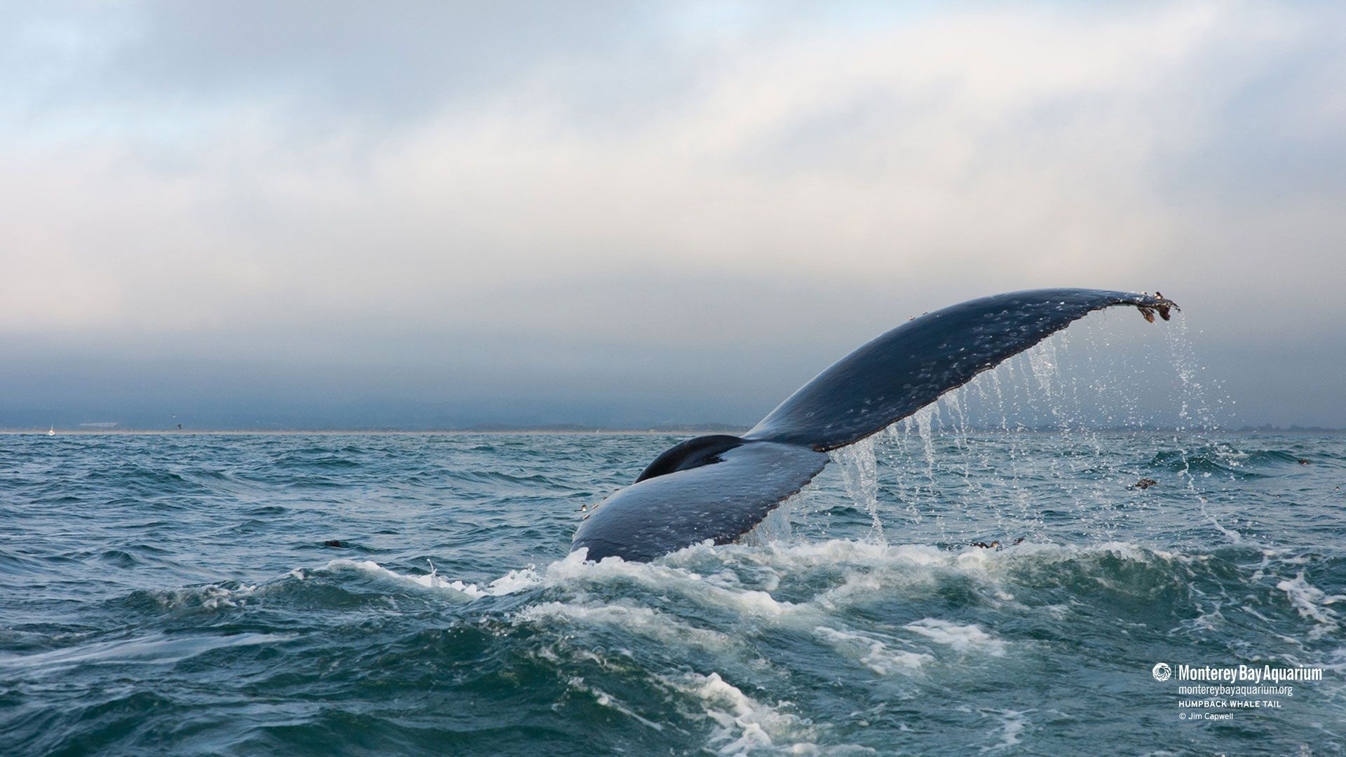 Whale Tail Wallpapers Top Free Whale Tail Backgrounds Wallpaperaccess