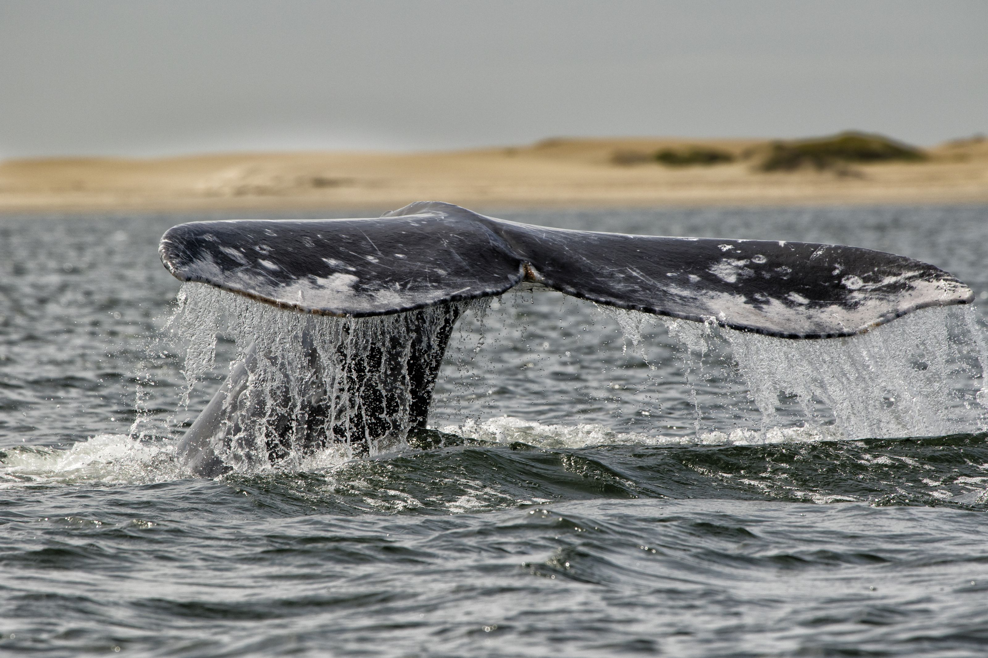 Whale Tail Wallpapers Top Free Whale Tail Backgrounds WallpaperAccess