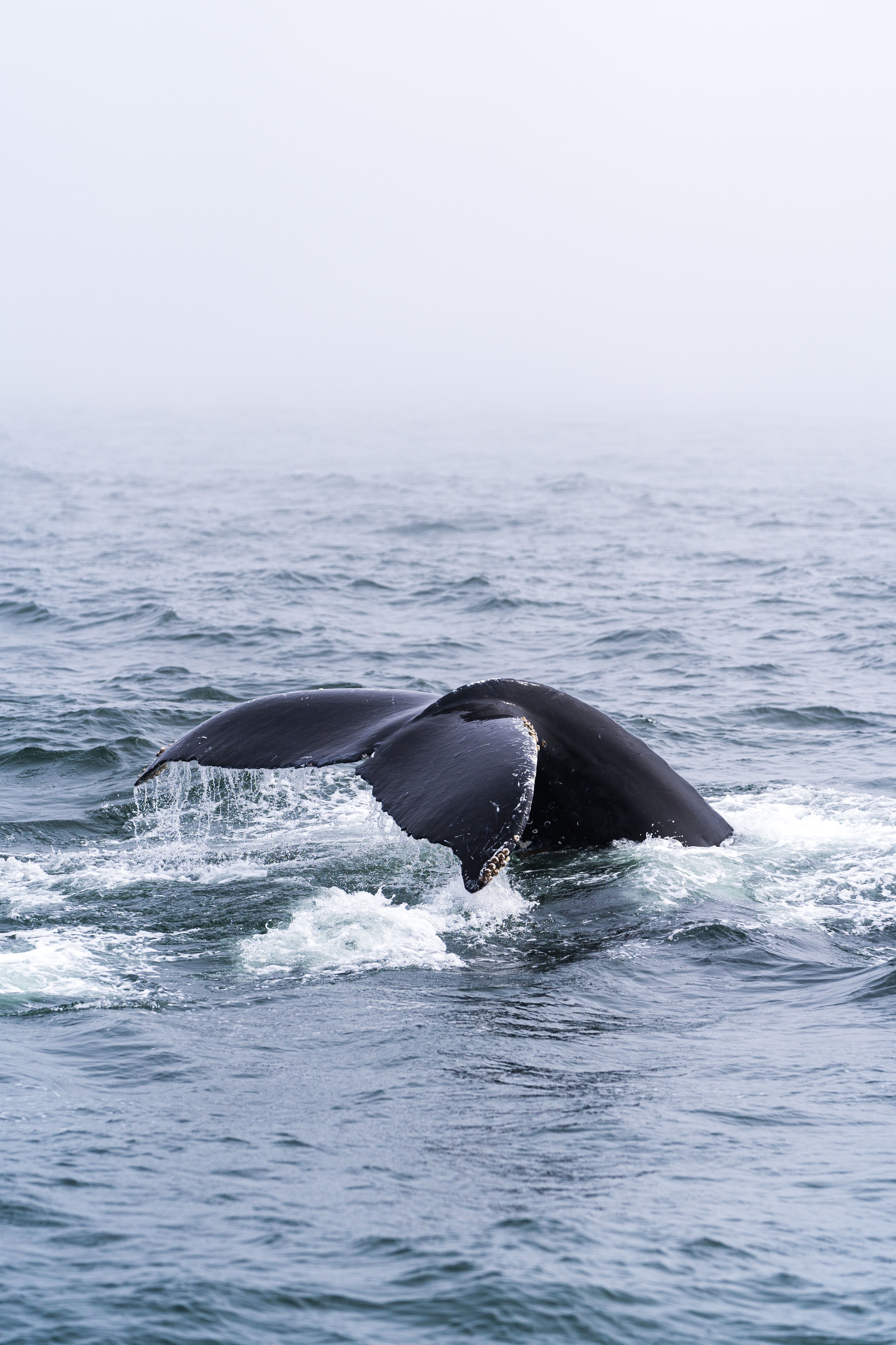 Whale Tail Wallpapers Top Free Whale Tail Backgrounds Wallpaperaccess