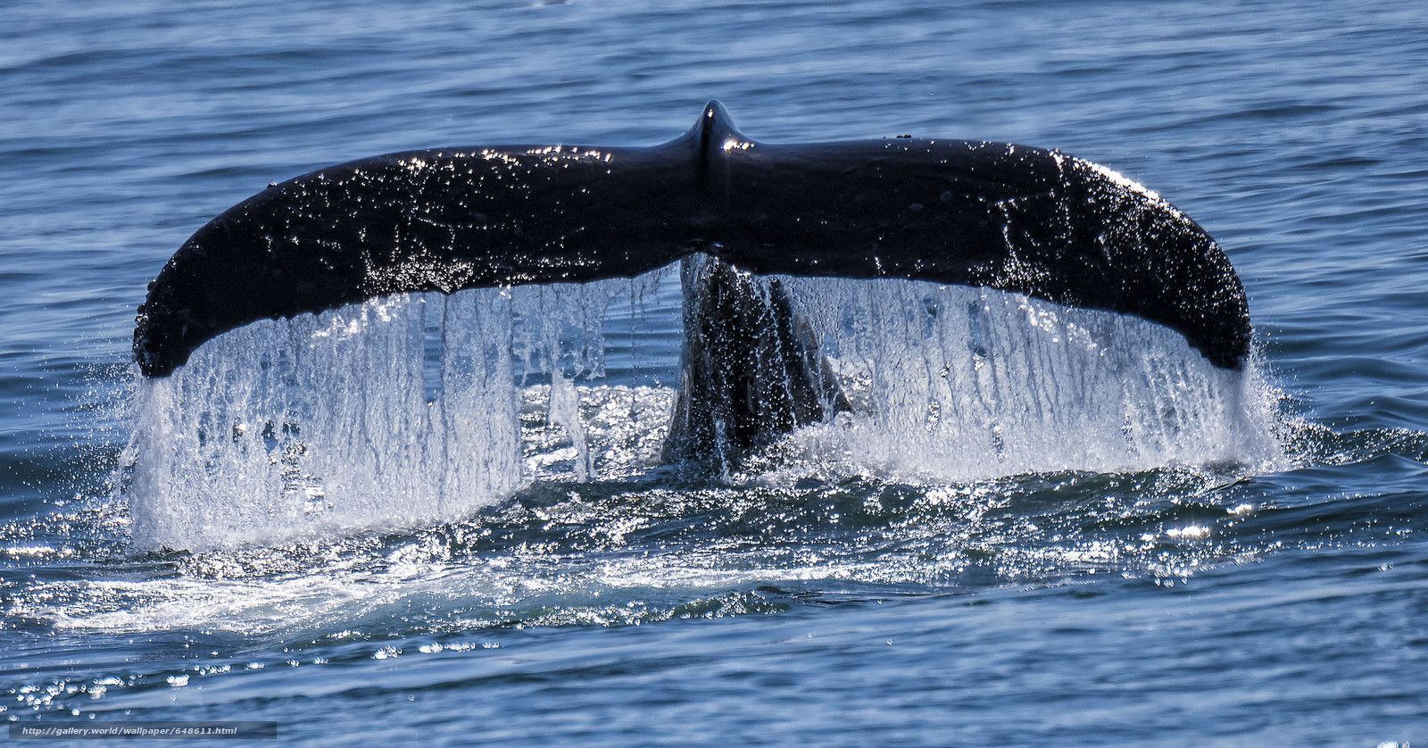 Whale Tail Wallpapers Top Free Whale Tail Backgrounds Wallpaperaccess