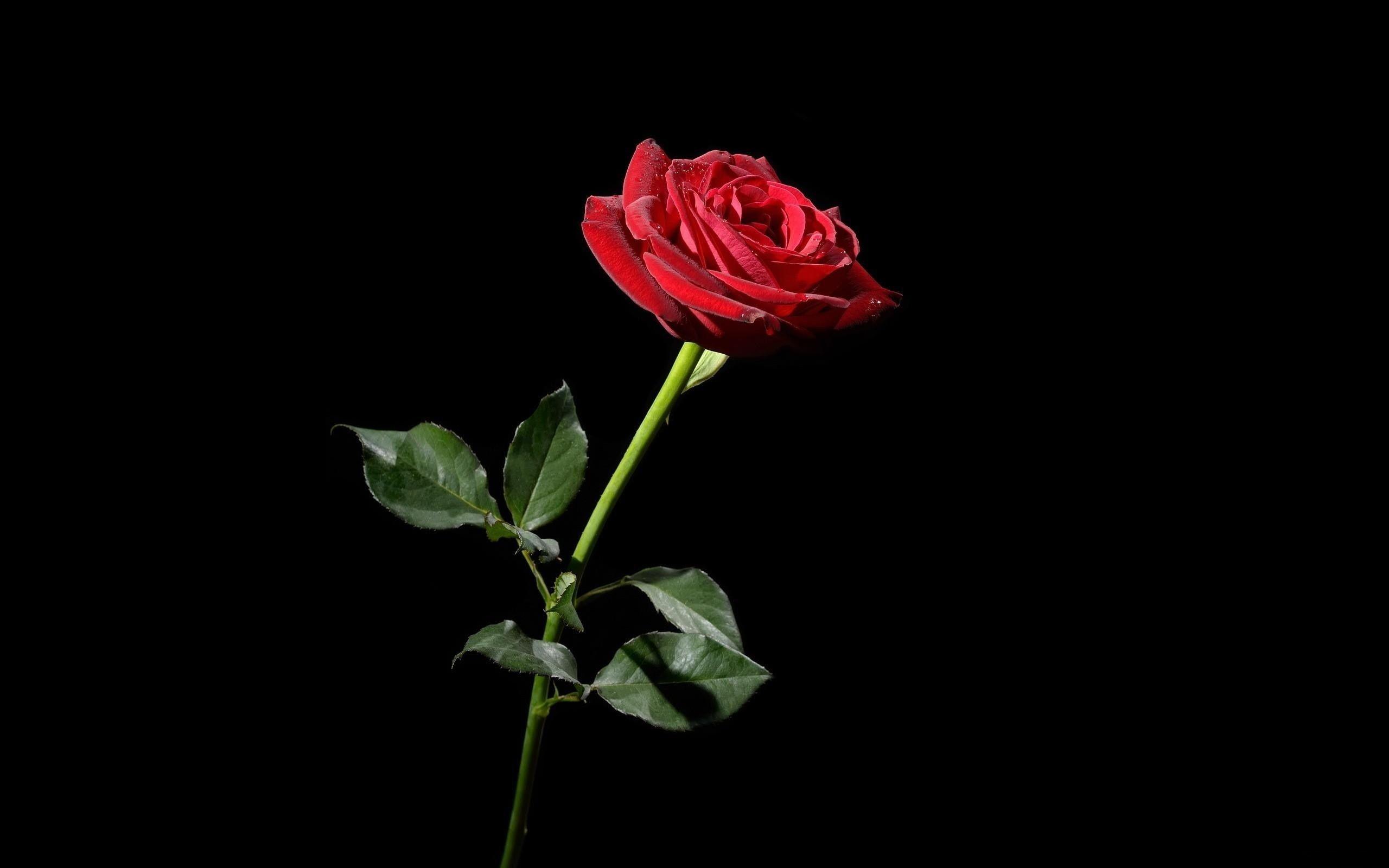 Dark Red Roses Wallpapers Top Free Dark Red Roses Backgrounds