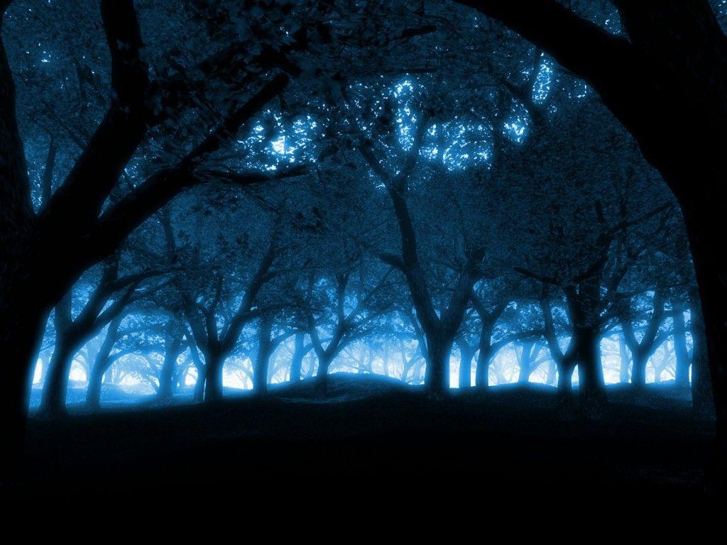 Beautiful Forest Night Wallpapers Top Free Beautiful Forest Night
