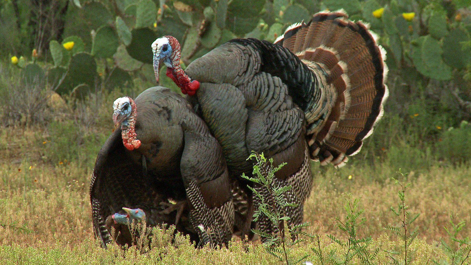 Turkey Hunting Wallpapers Top Free Turkey Hunting Backgrounds
