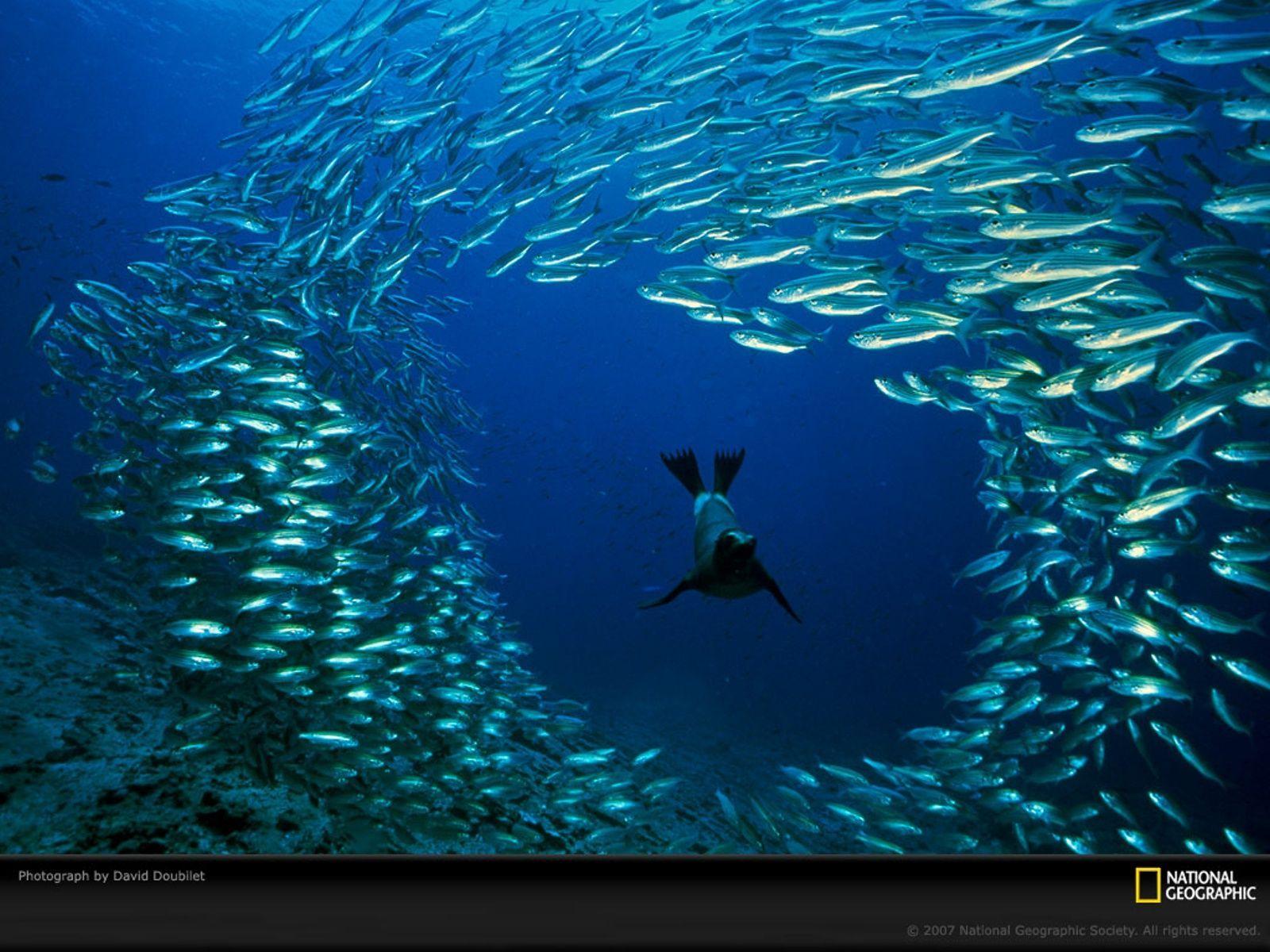 National Geographic Ocean Wallpapers Top Free National Geographic