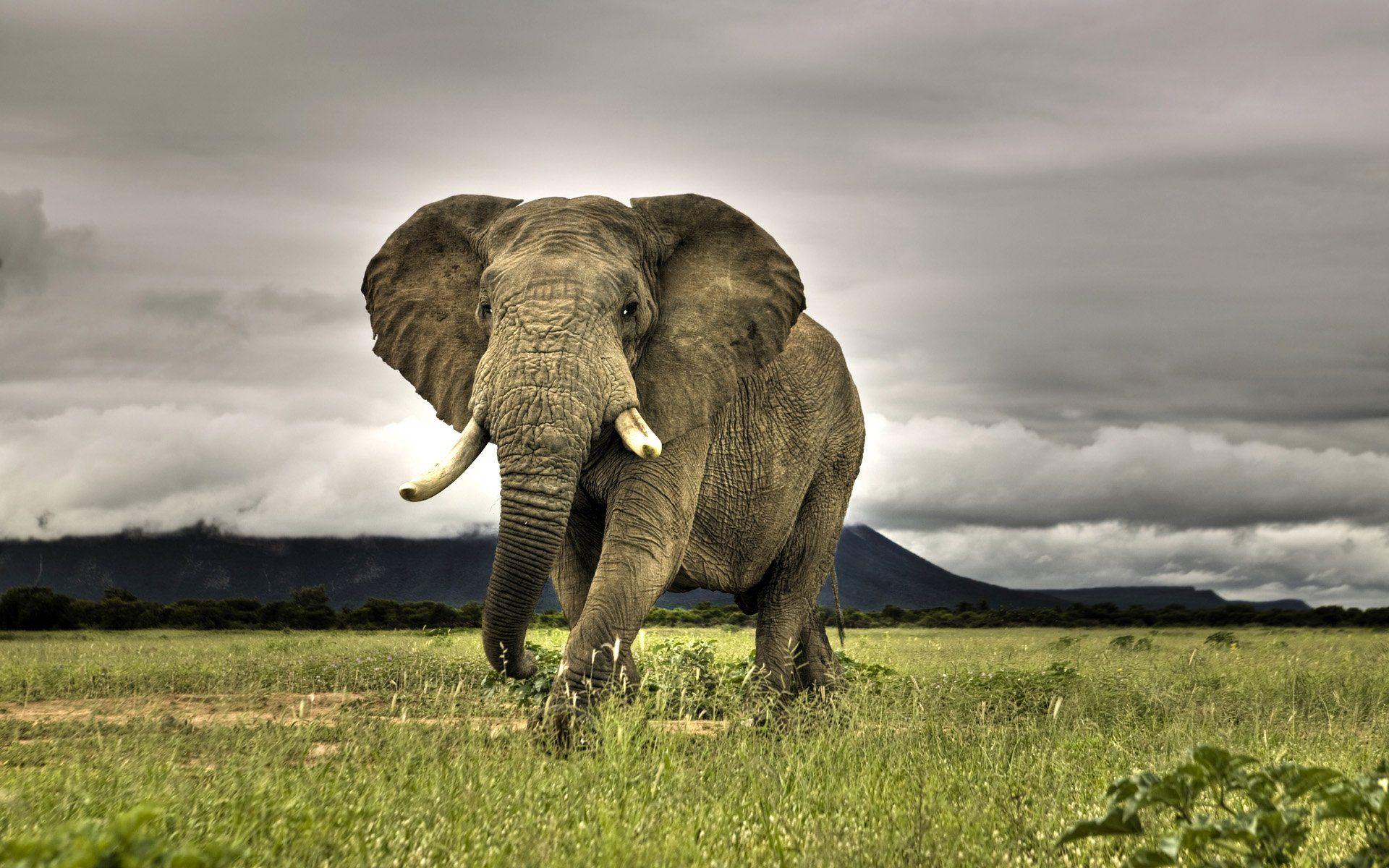 Elephant Wallpapers Top Free Elephant Backgrounds WallpaperAccess