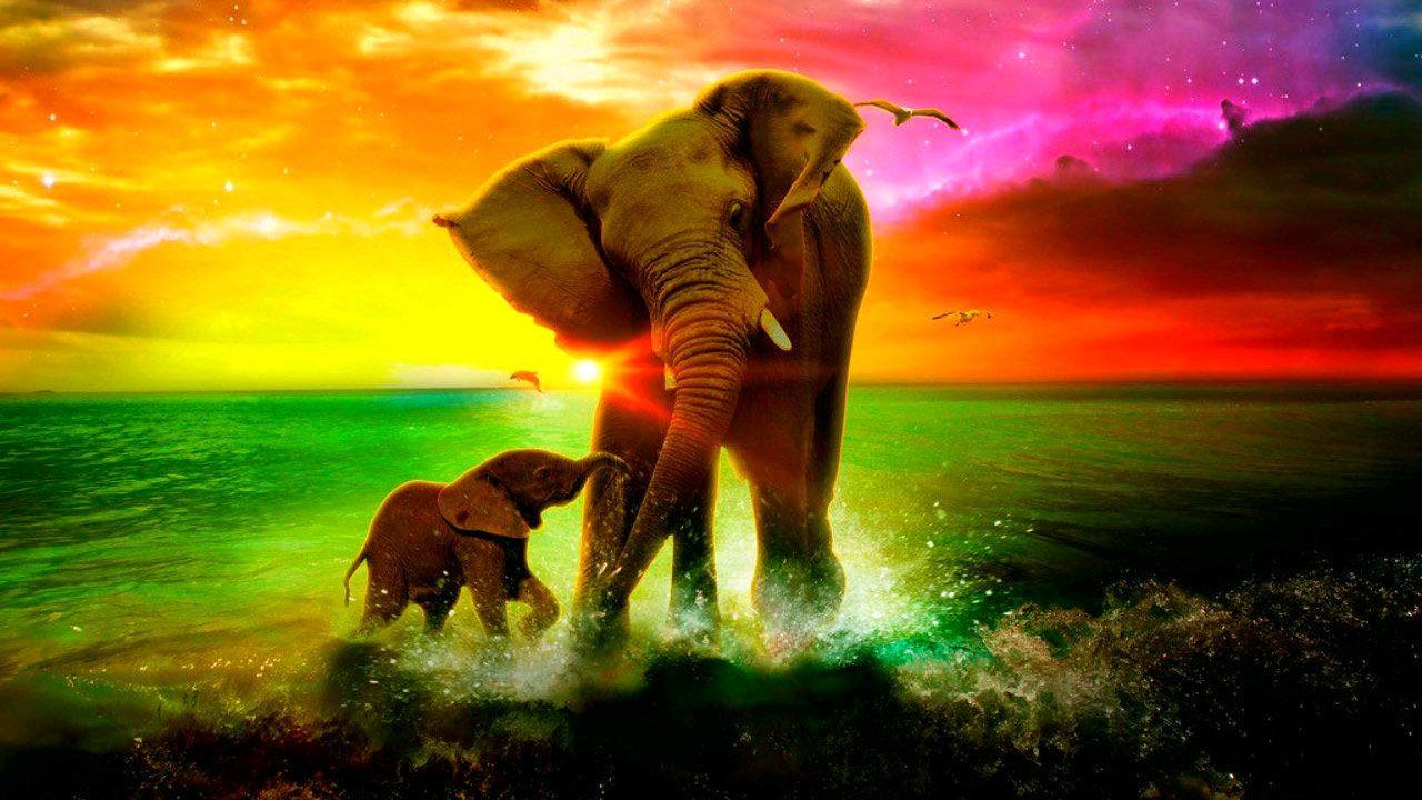 Elephant Wallpapers Top Free Elephant Backgrounds WallpaperAccess