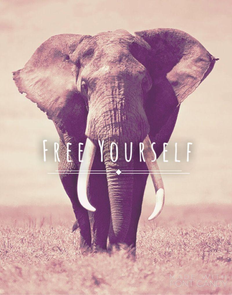 Elephant Wallpapers Top Free Elephant Backgrounds WallpaperAccess