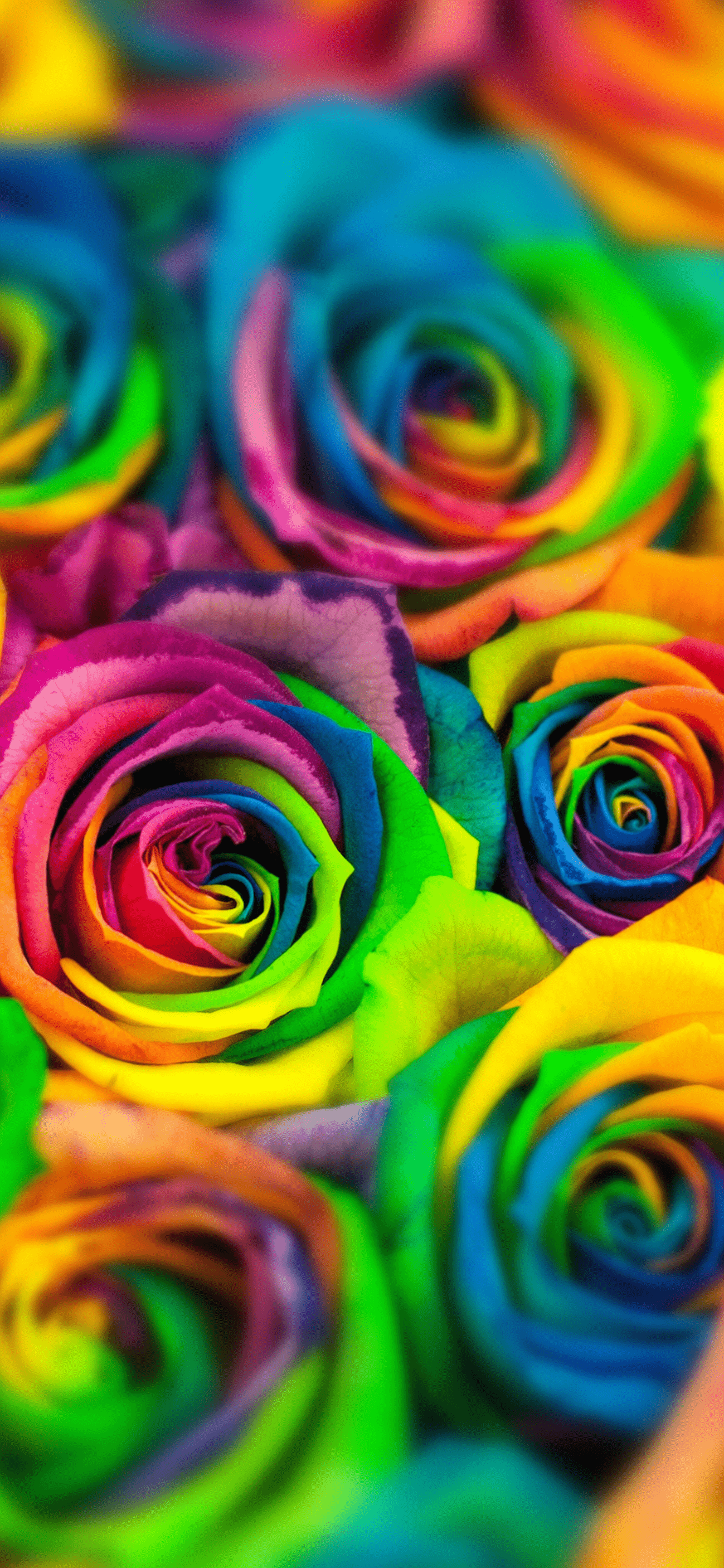Rainbow Roses Wallpapers Top Free Rainbow Roses Backgrounds