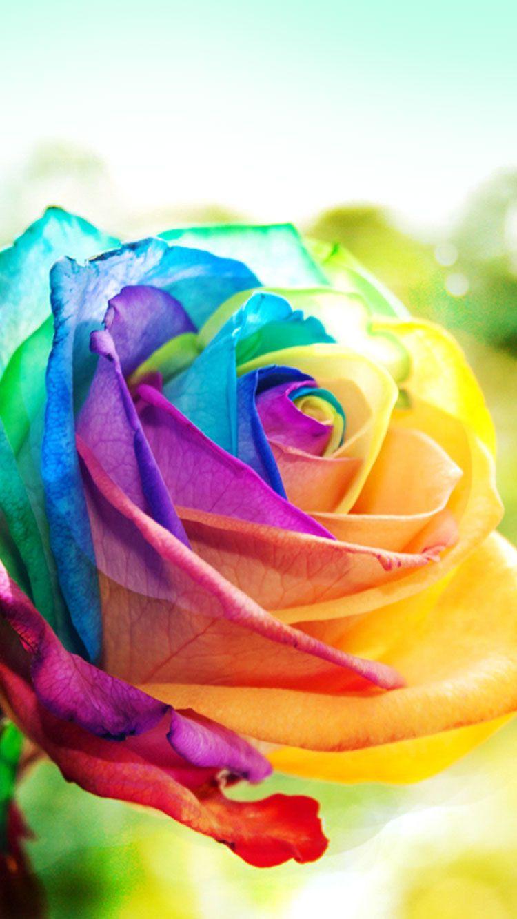 Rainbow Roses Wallpapers Top Free Rainbow Roses Backgrounds
