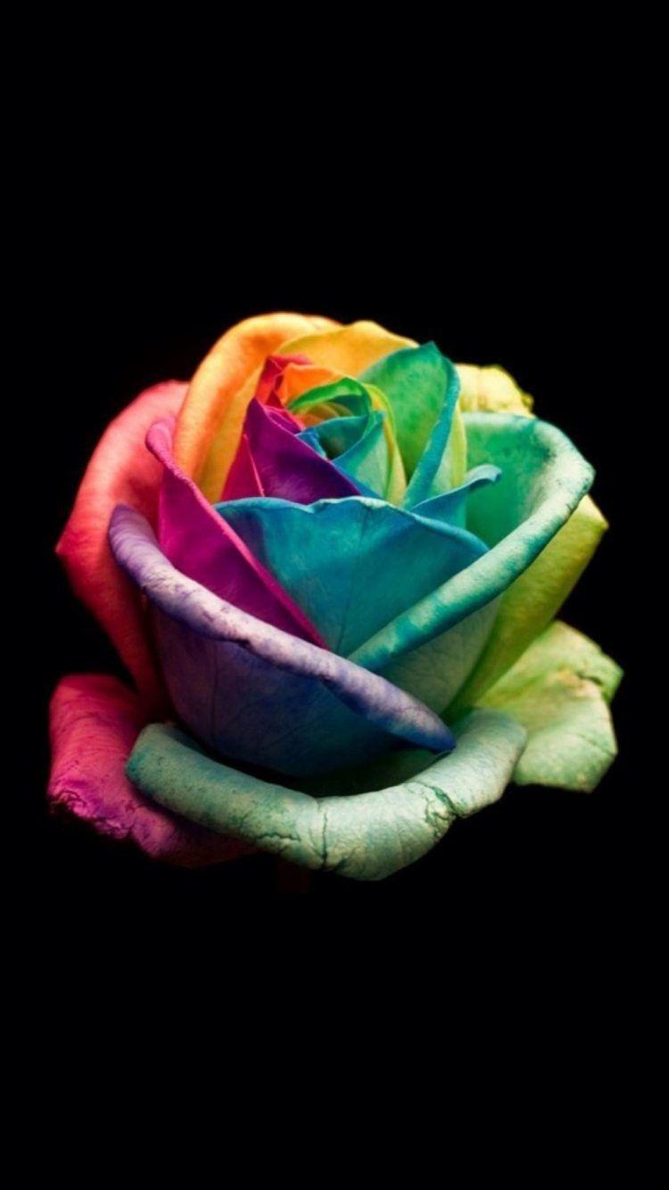Rainbow Roses Wallpapers Top Free Rainbow Roses Backgrounds