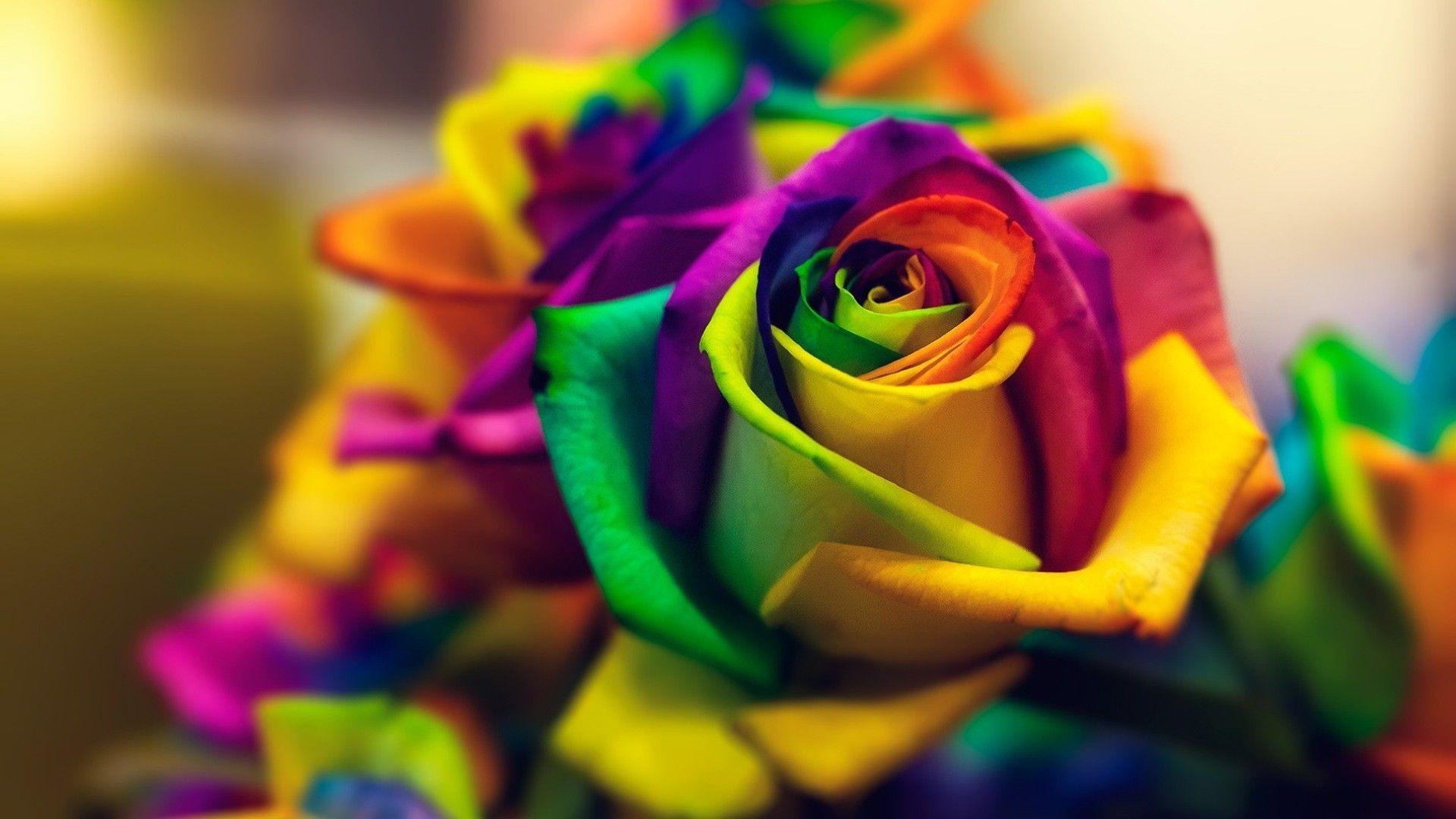 Rainbow Roses Wallpapers Top Free Rainbow Roses Backgrounds