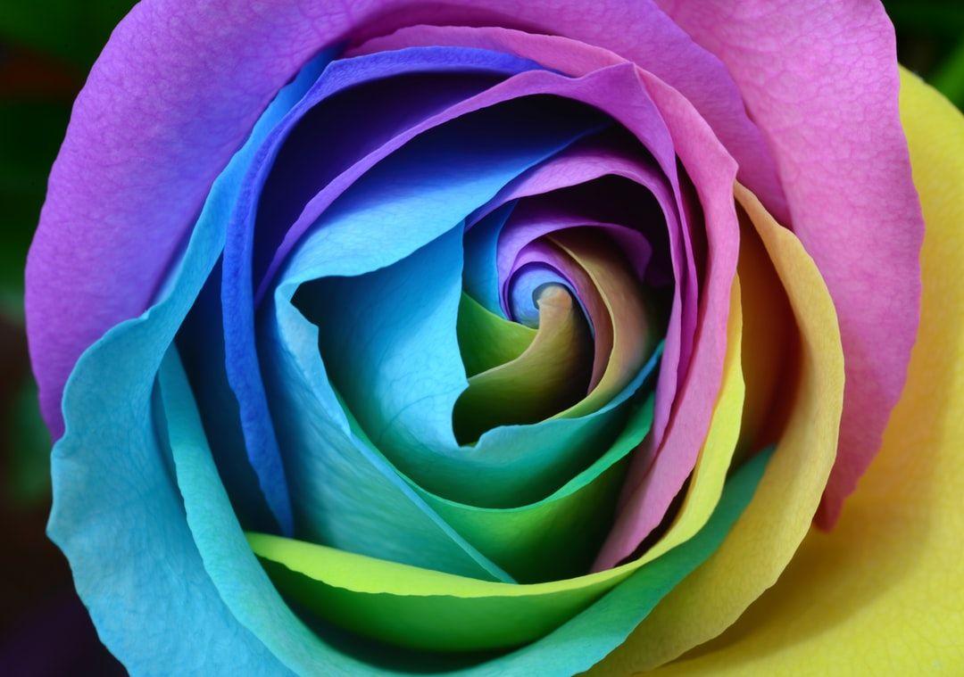 Rainbow Roses Wallpapers Top Free Rainbow Roses Backgrounds
