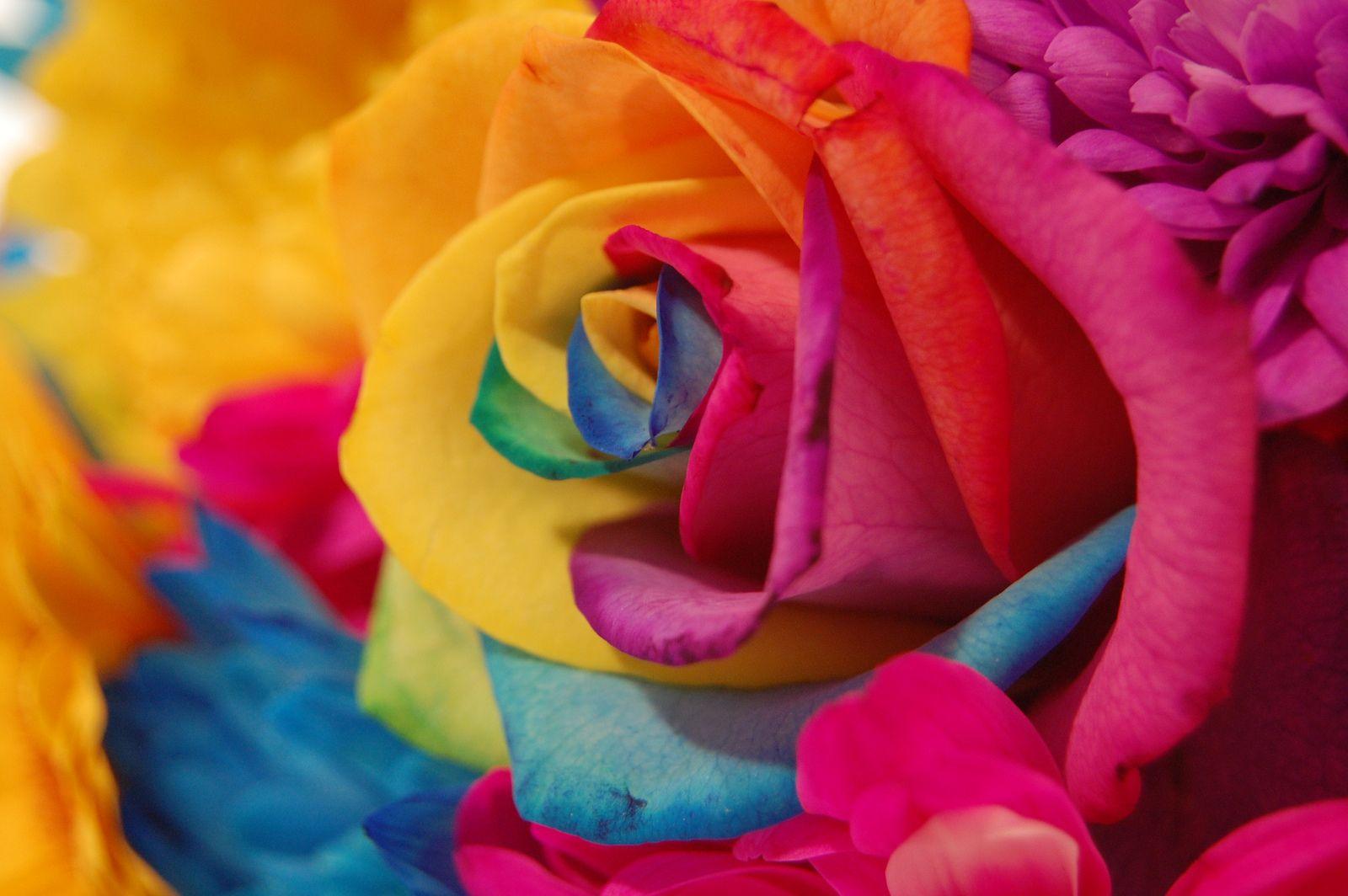 Rainbow Roses Wallpapers Top Free Rainbow Roses Backgrounds