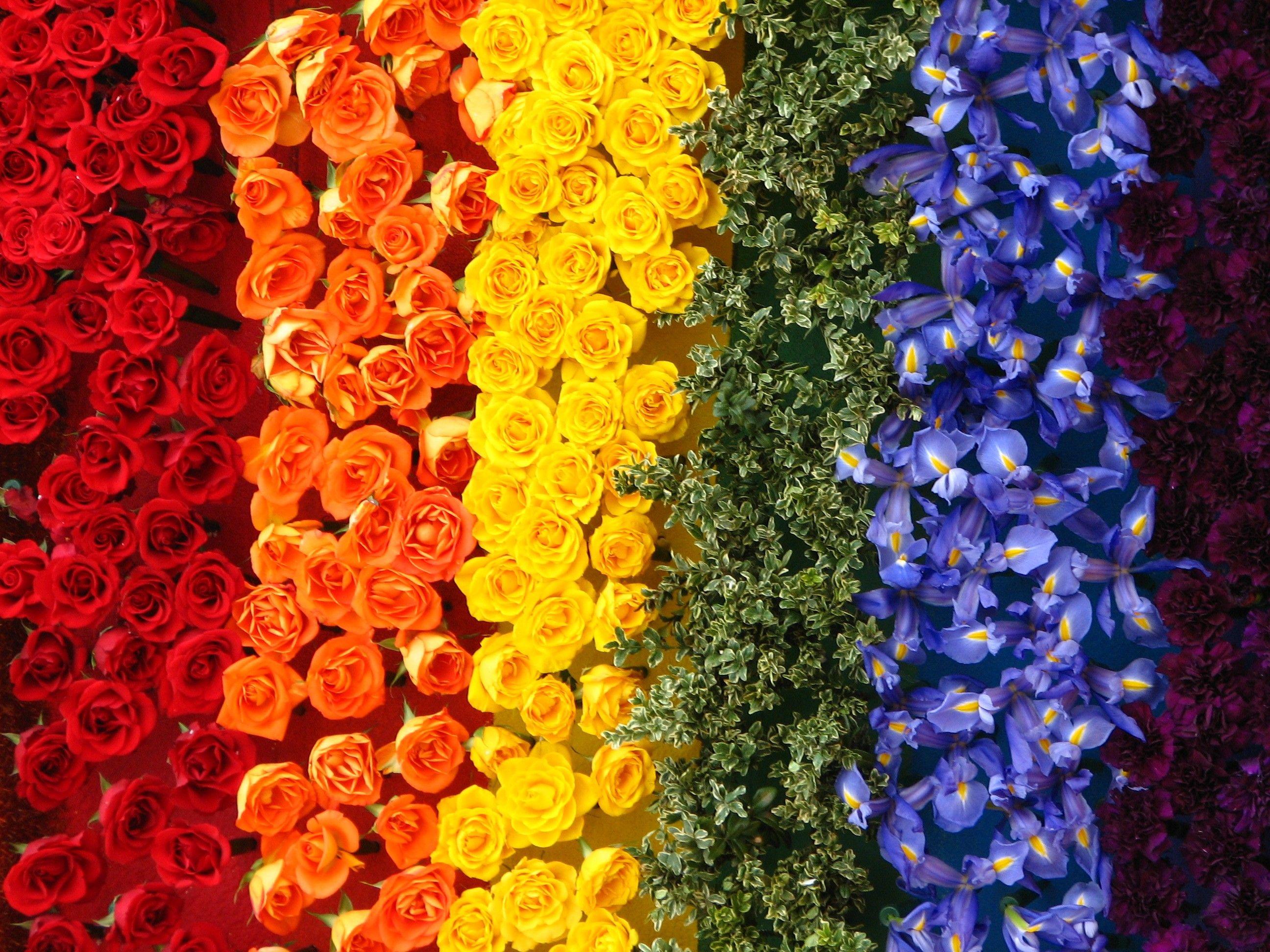 Rainbow Roses Wallpapers Top Free Rainbow Roses Backgrounds