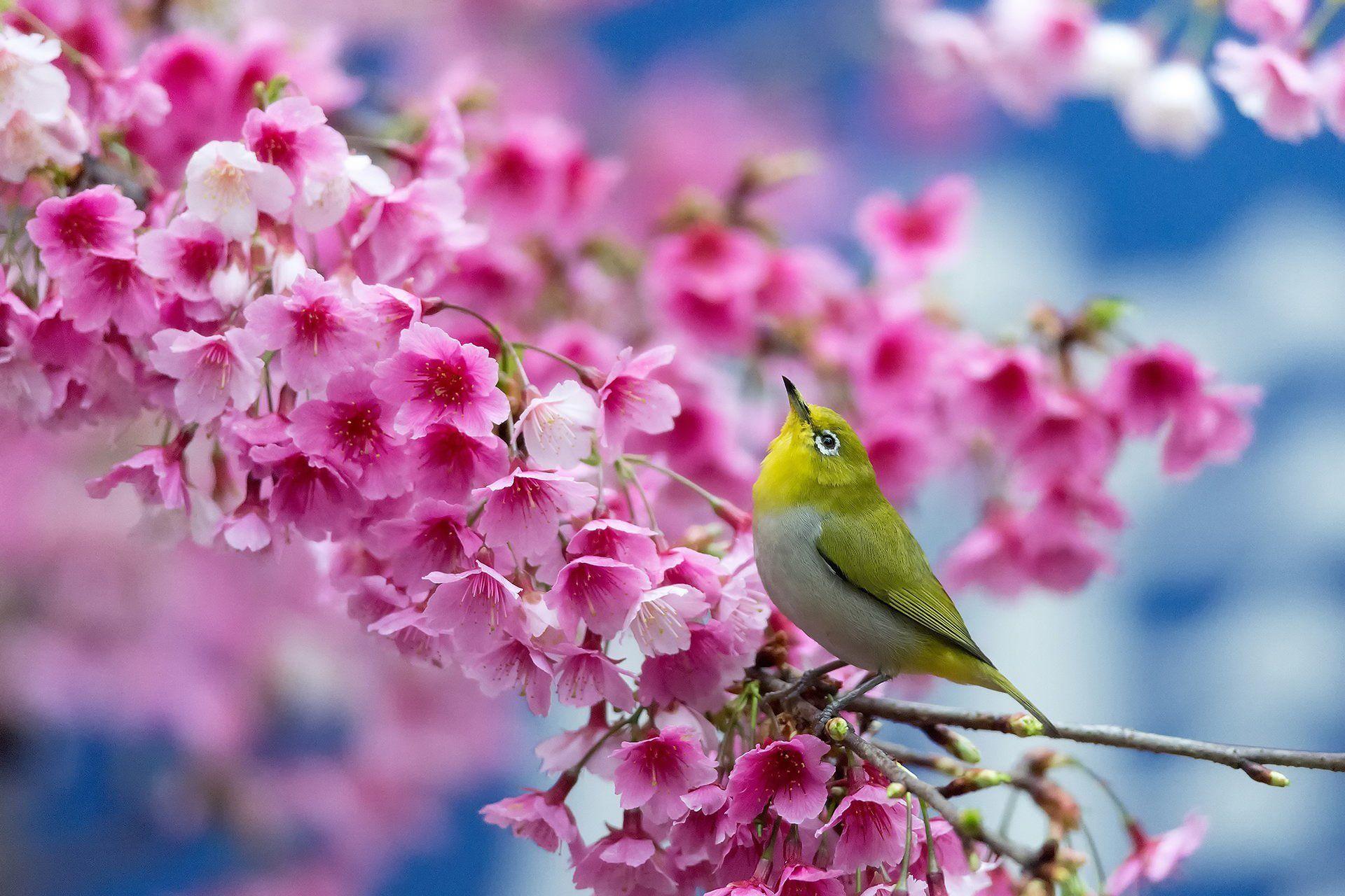 Beautiful Bird and Flower Wallpapers Top Free Beautiful Bird and