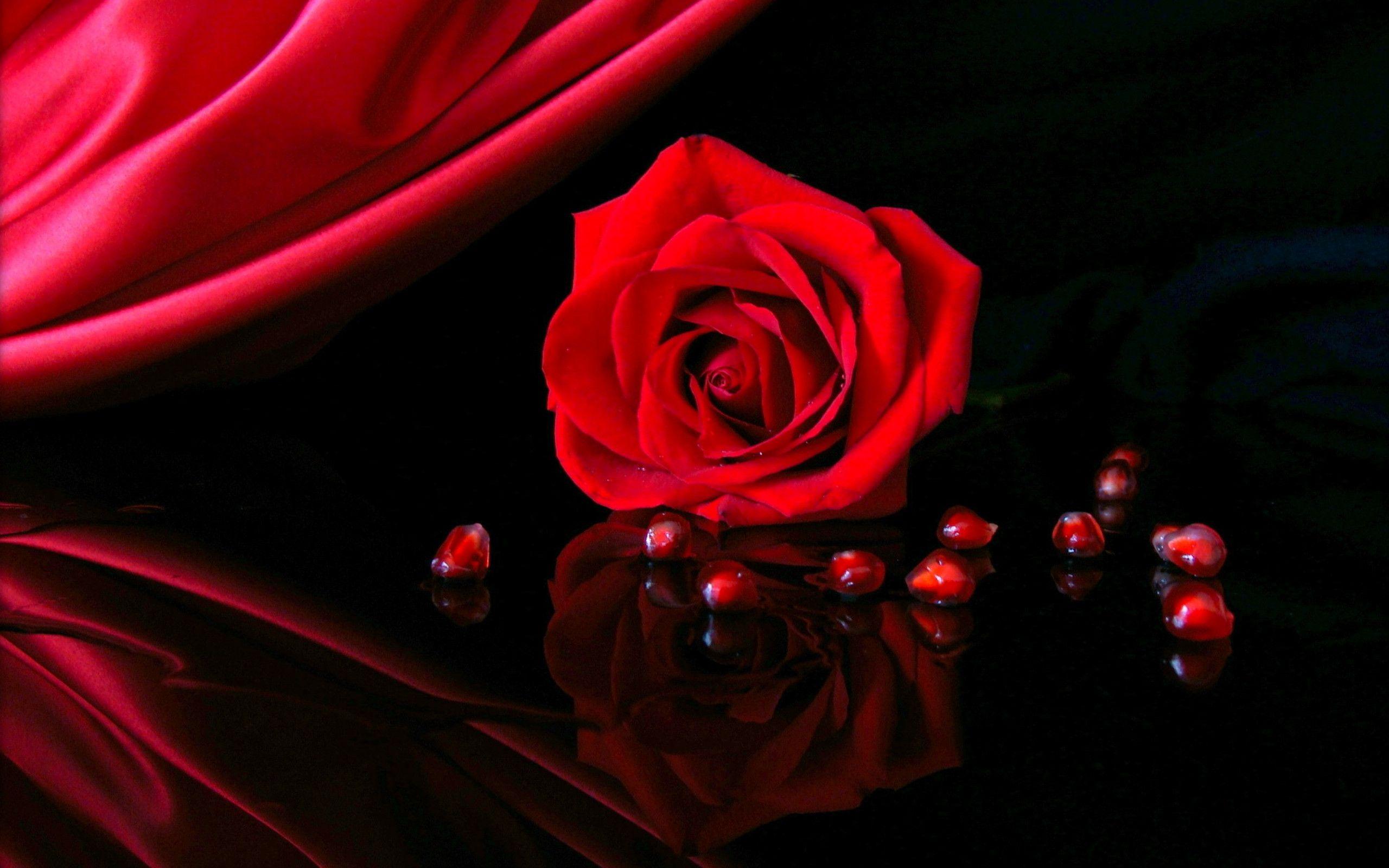 Blood Rose Wallpapers Top Free Blood Rose Backgrounds WallpaperAccess