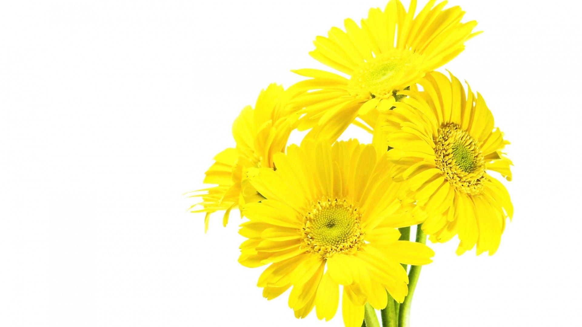 Yellow and White Wallpapers Top Free Yellow and White Backgrounds